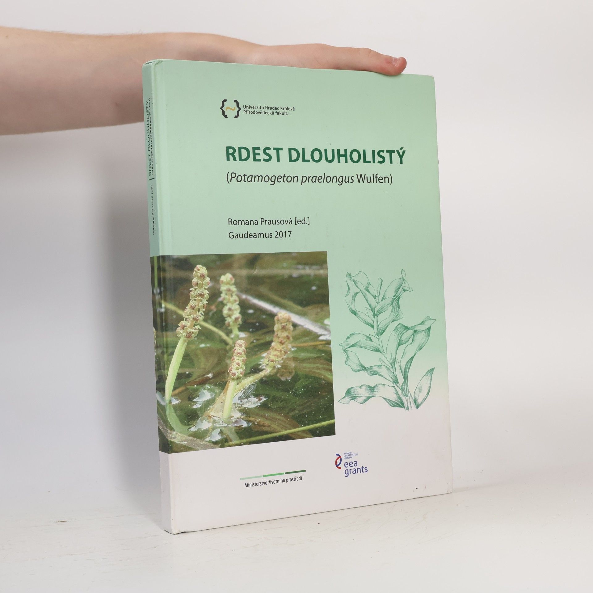 Romana Prausová Rdest dlouholistý