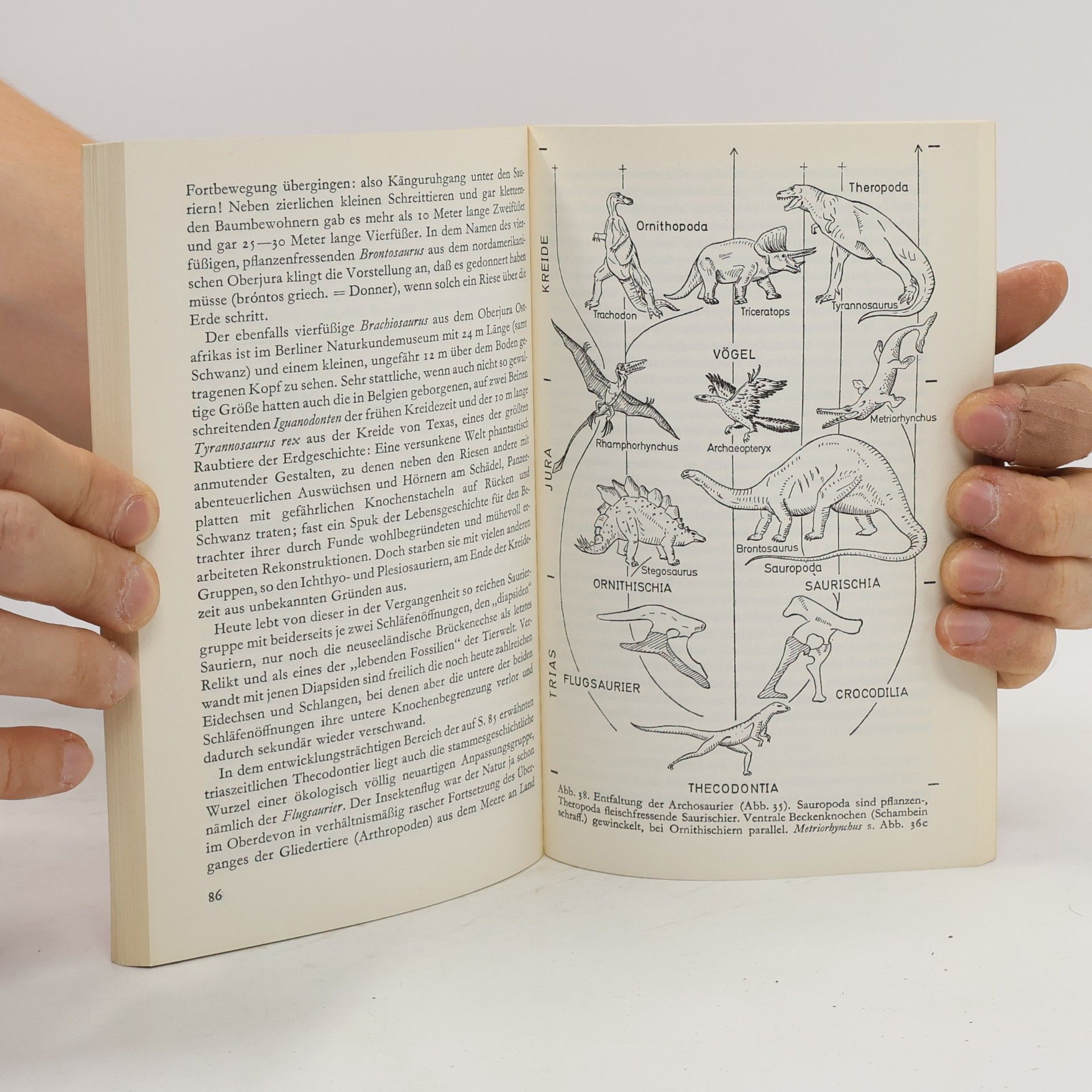 H. Hölder Naturgeschichte des Lebens