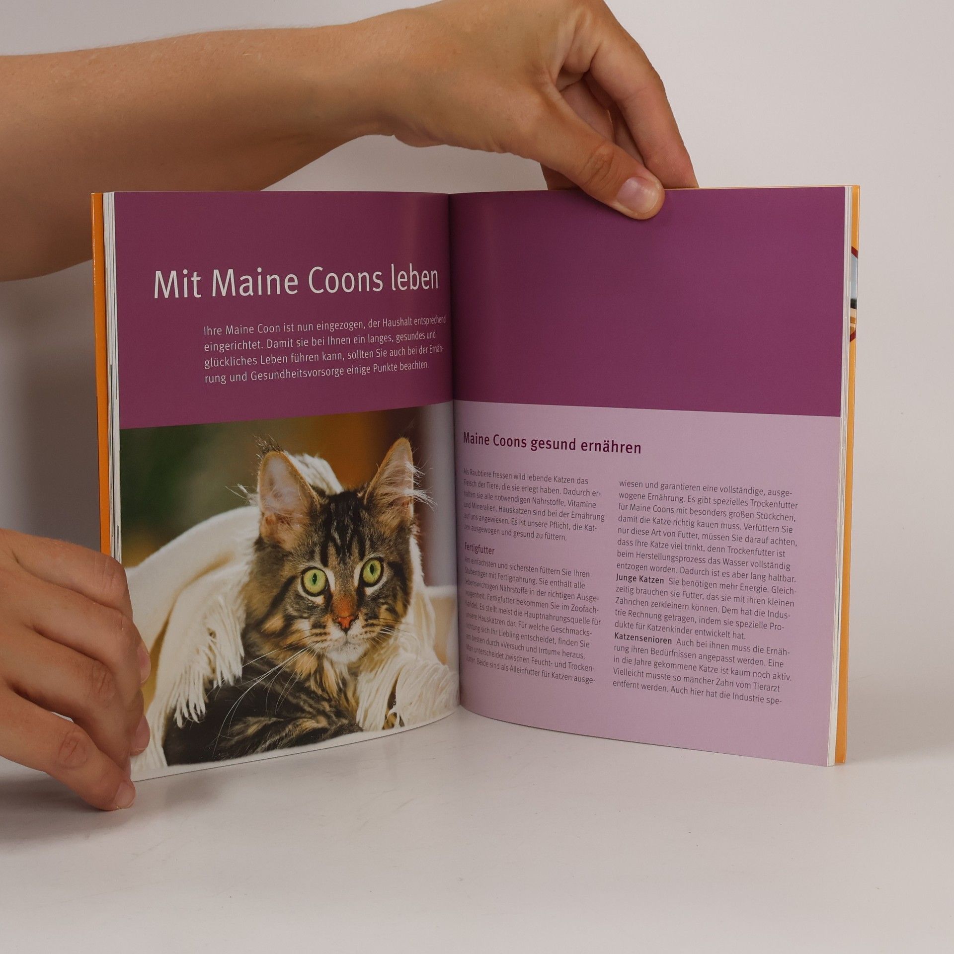 Birgit Kieffer Maine Coon