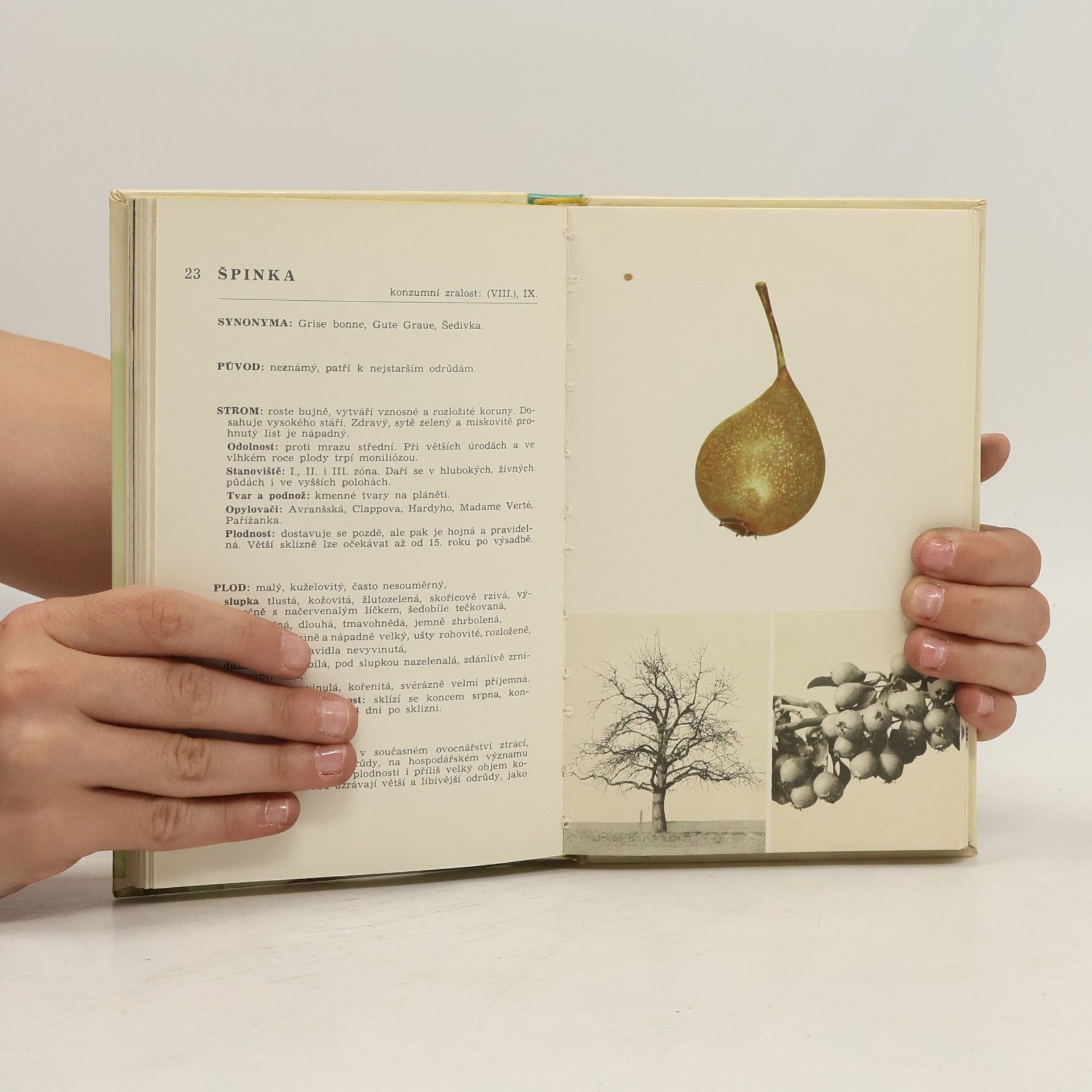 Autorenkollektiv Malá pomologie 2. Hrušky