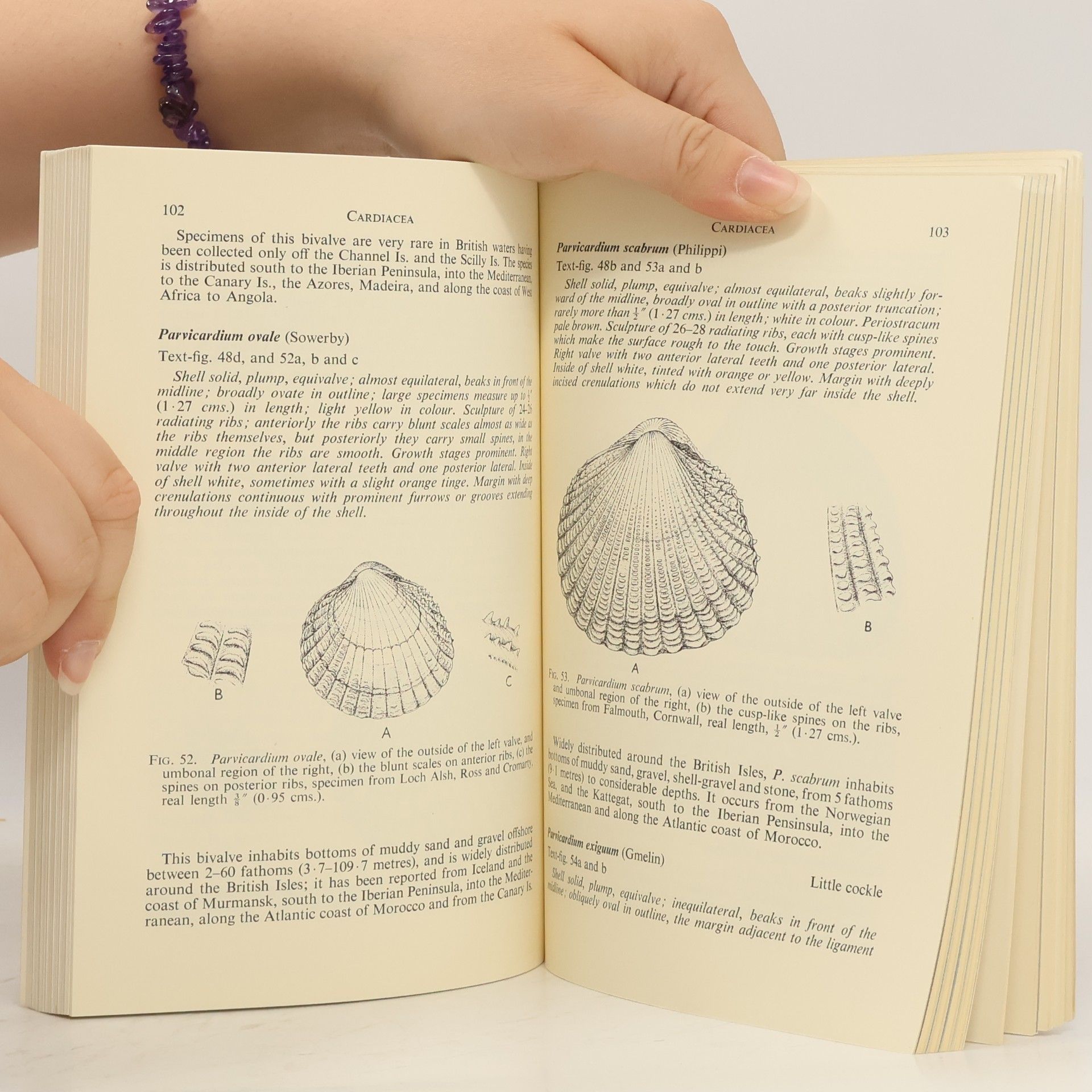 Norman Tebble British Bivalve Seashells