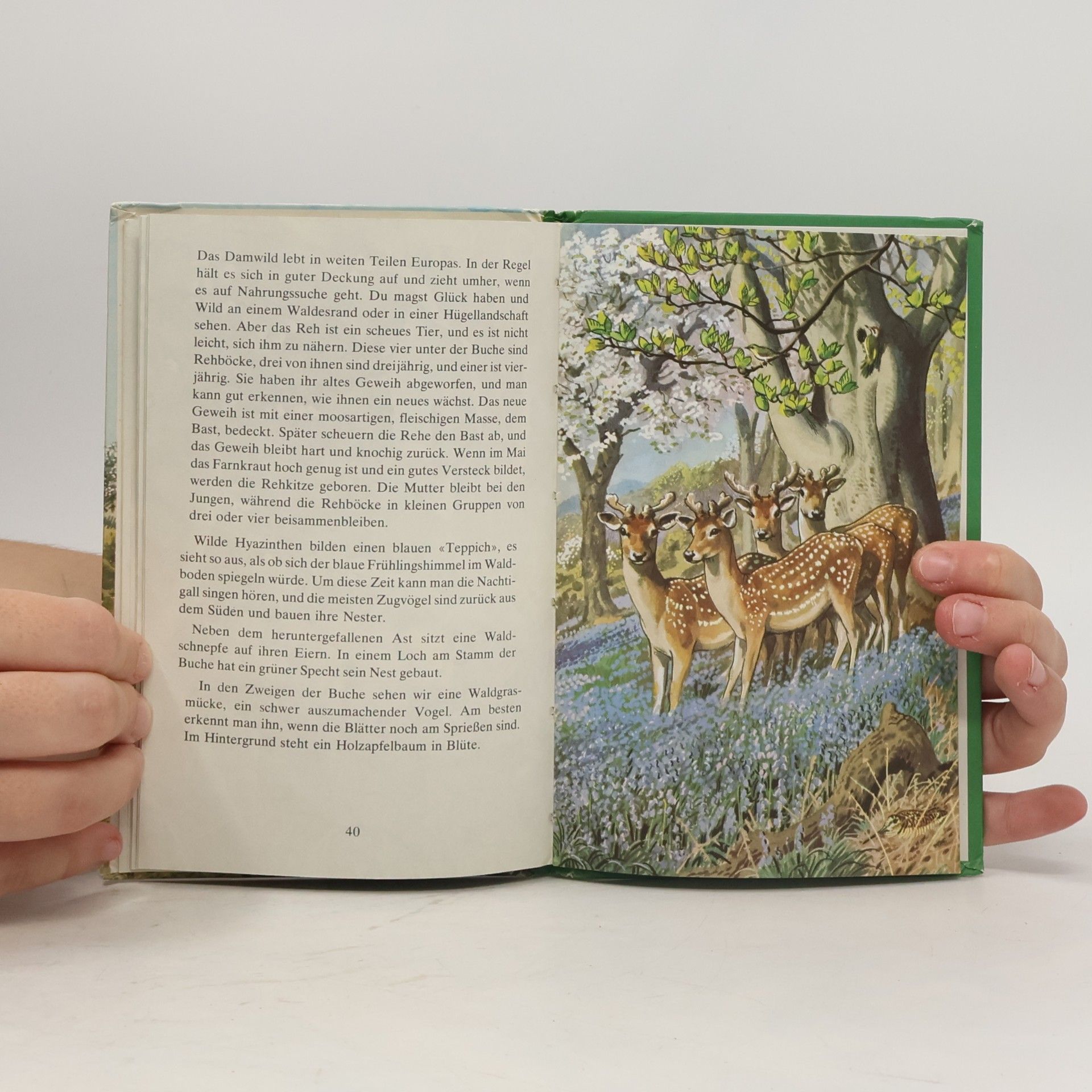 Autorenkollektiv Was Man im Frühling Beobachtet