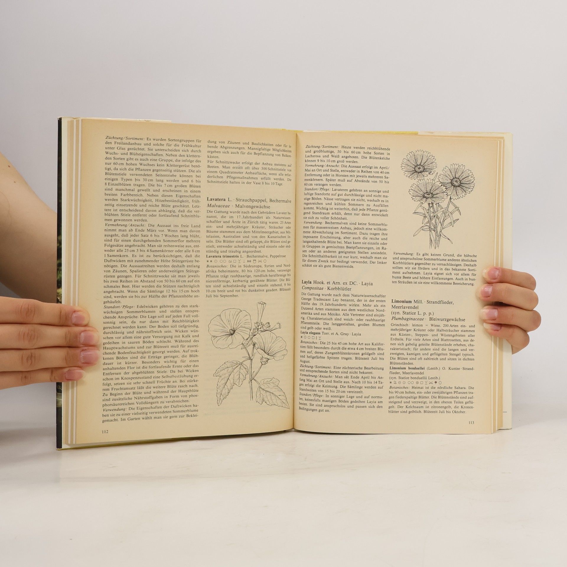 Arno Hielscher Sommerblumen in Wort und Bild