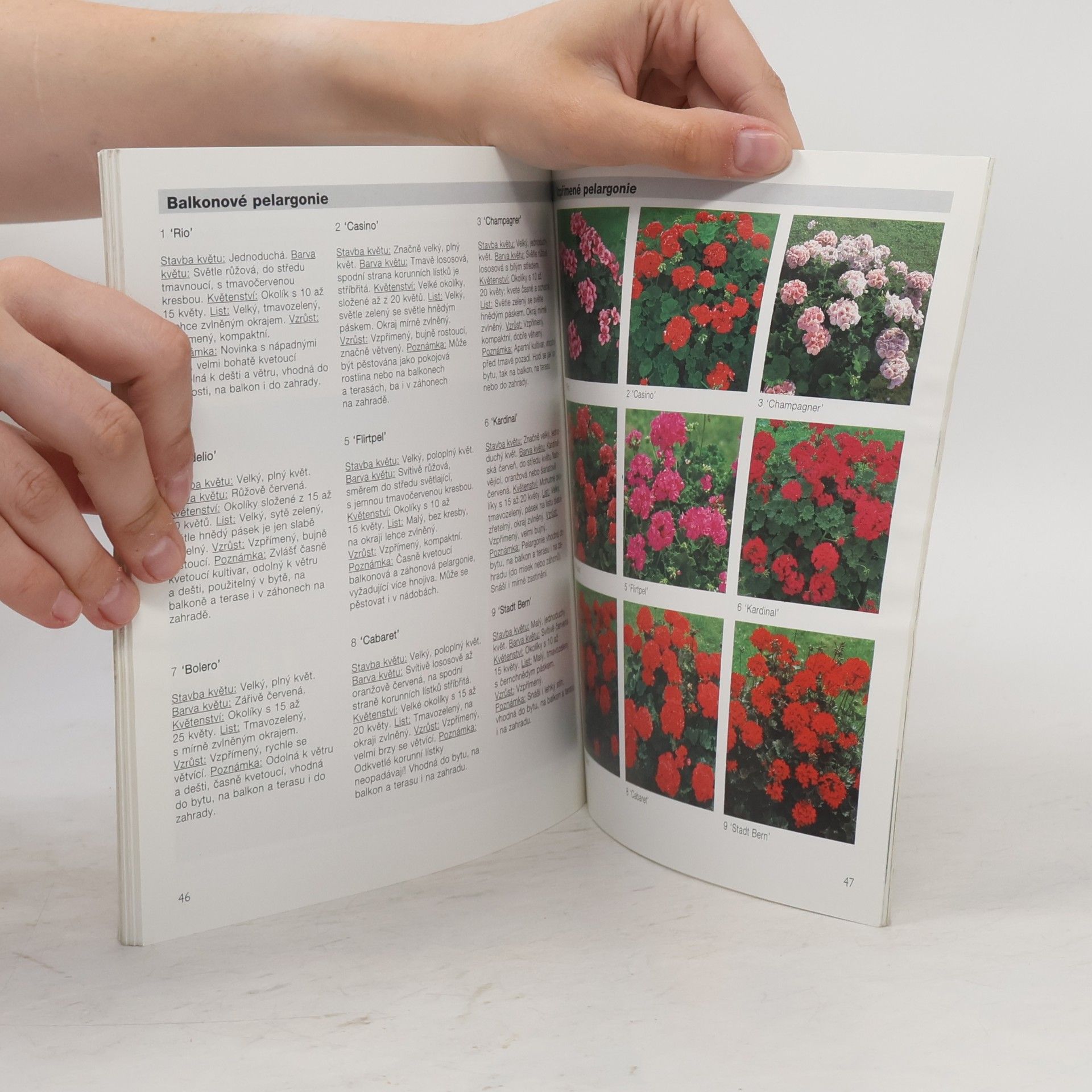 Andreas Riedmiller Pelargonie a kakosty: Aby vám bohatě kvetly: Rady odborníků pro nákup, pěstování a množení pelargonií