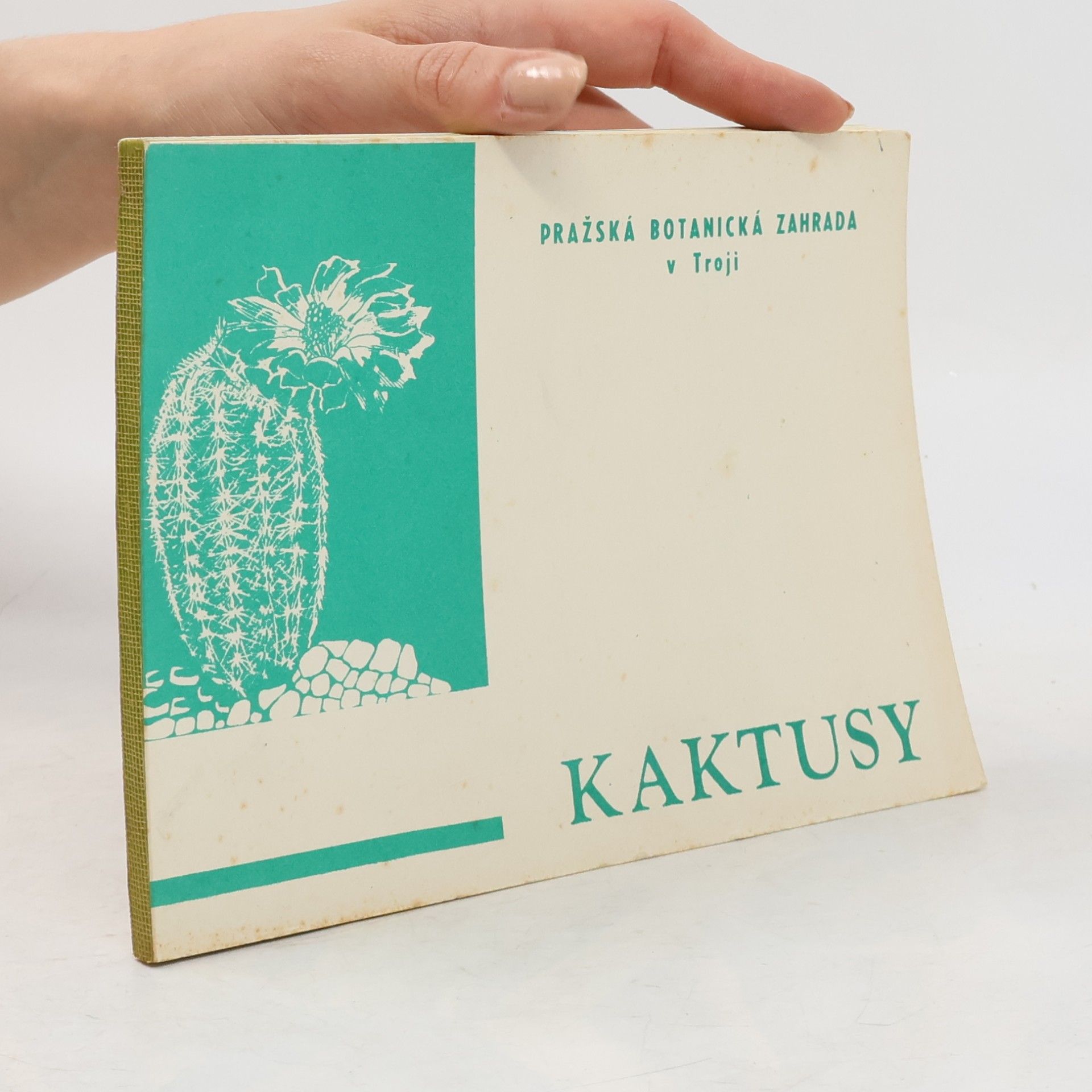 Kaktusy
