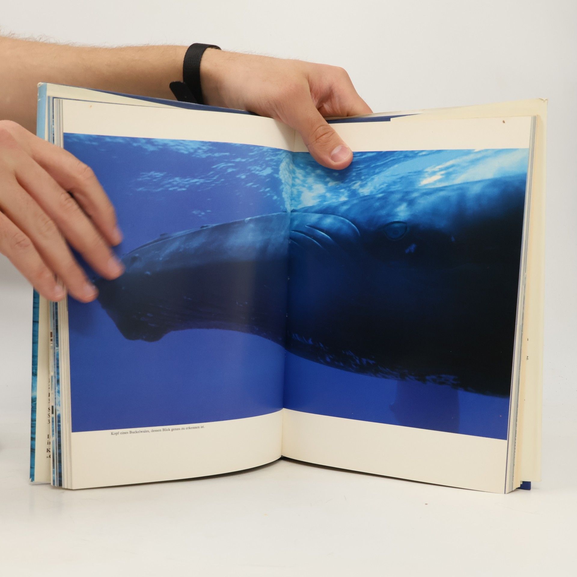 Jacques Yves Cousteau Wale