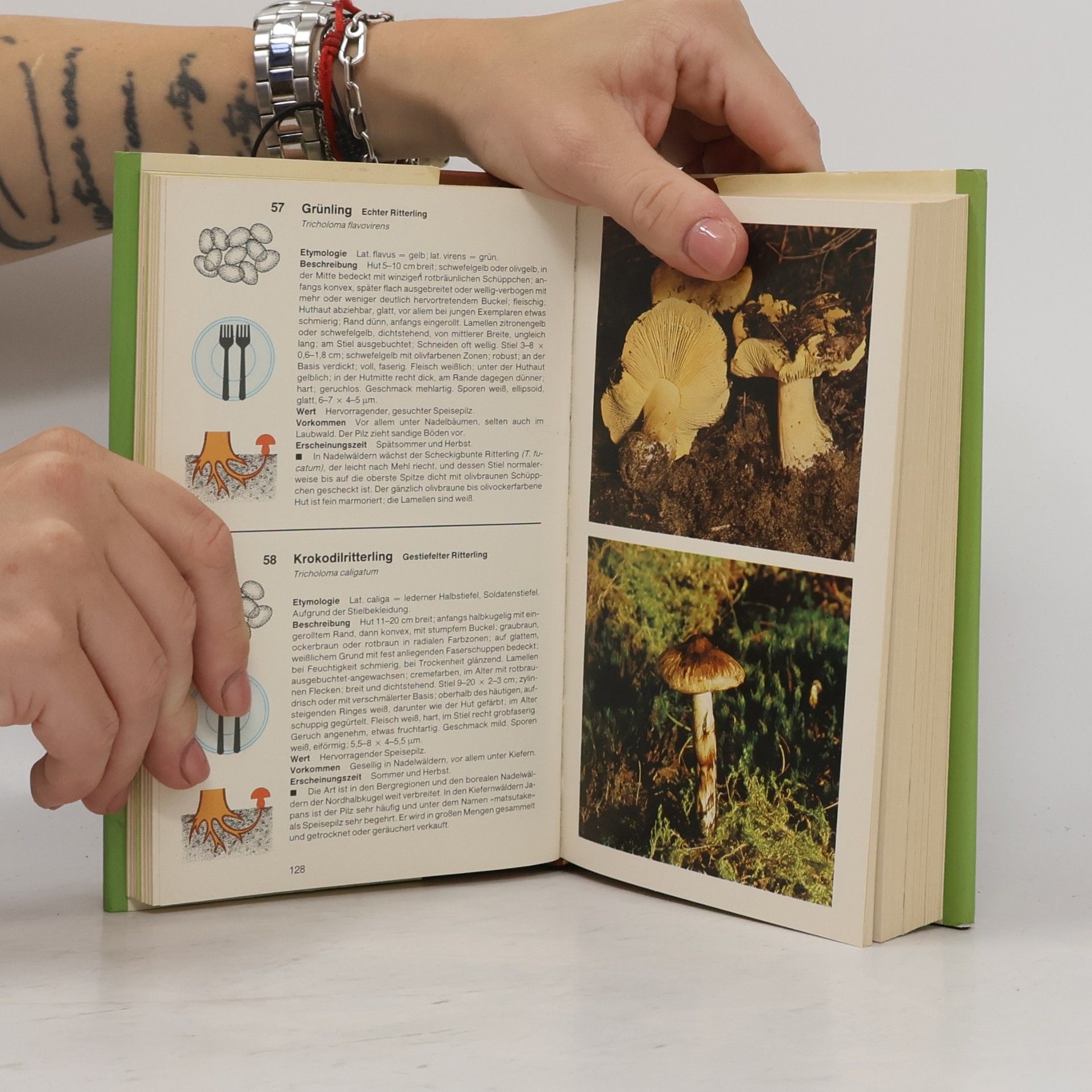 Giovanni Pacioni Das große Handbuch der Pilze