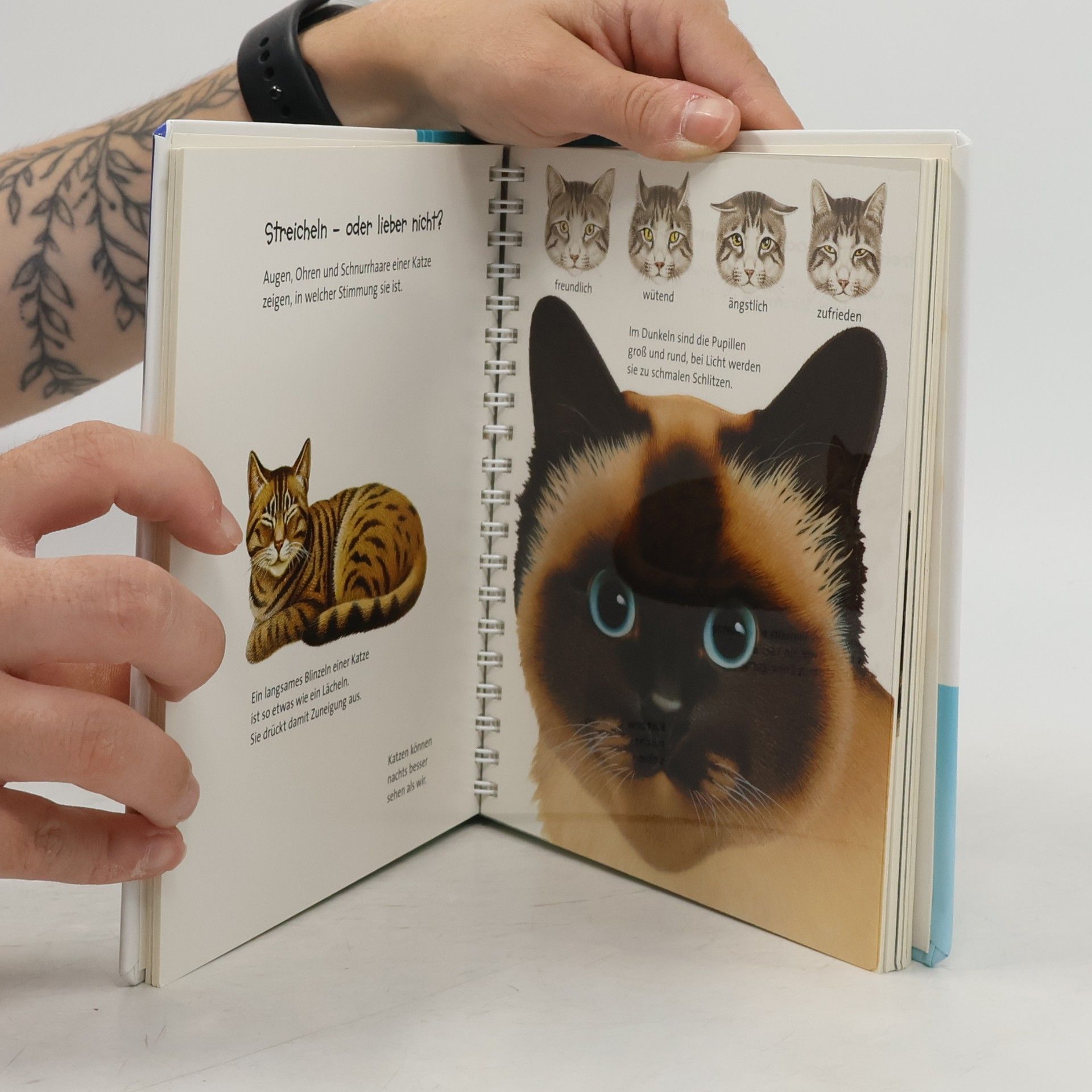 Autorenkollektiv Die Katze. Meyers Kinderbibliothek