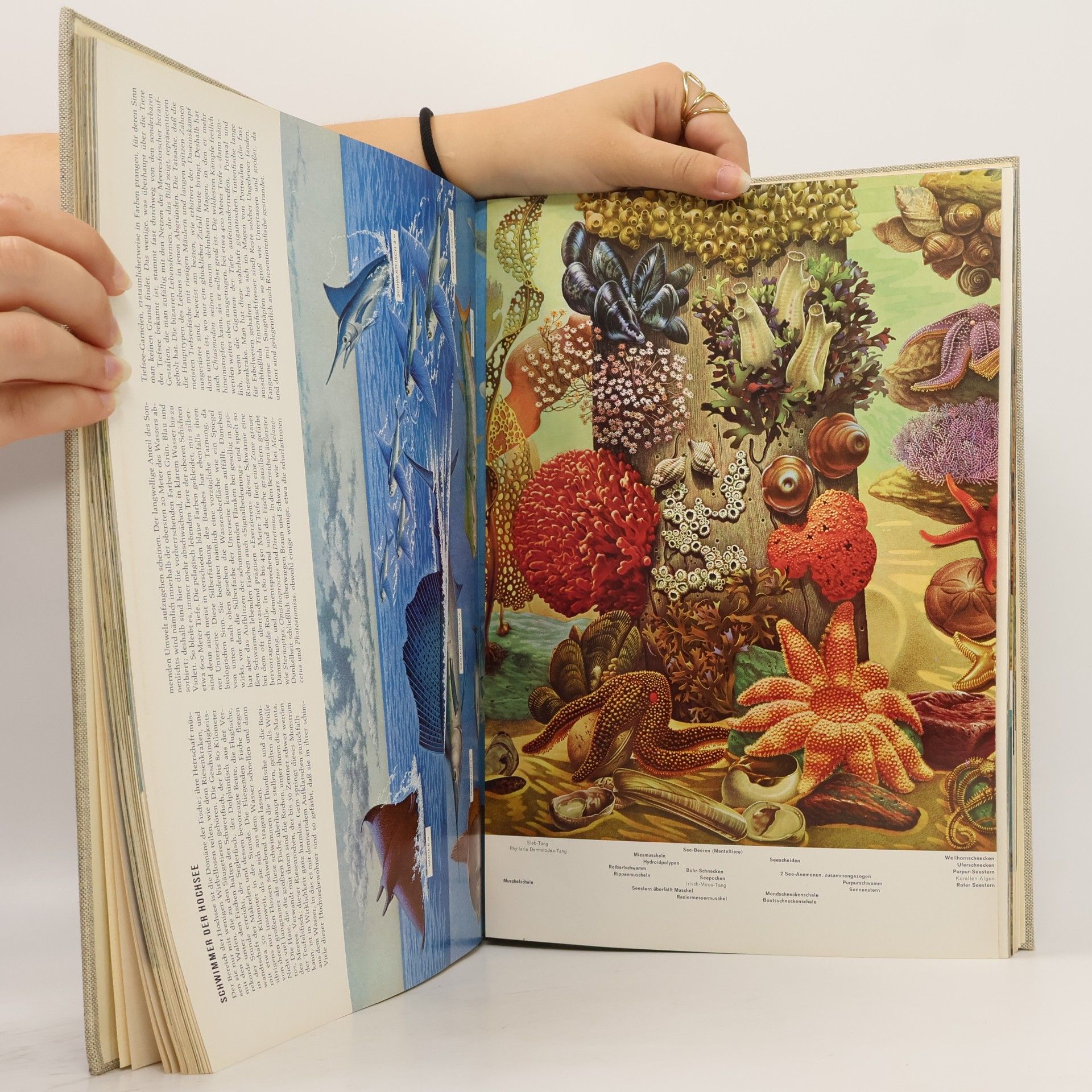 Collectif d'auteurs Die Welt in der wir leben