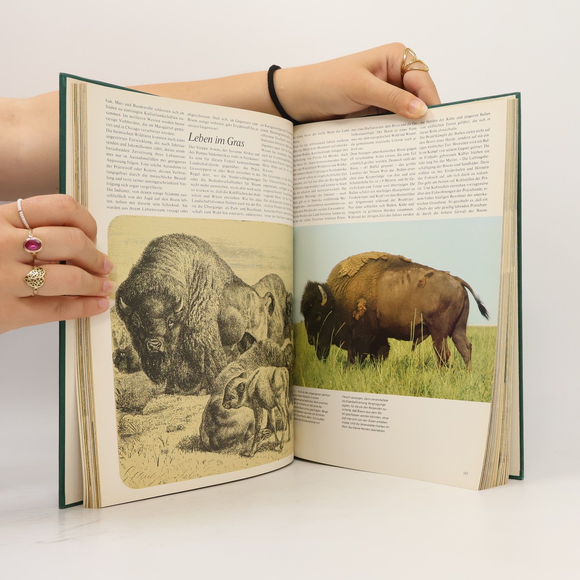 Gunter Steinbach Wunderwelt der Tiere