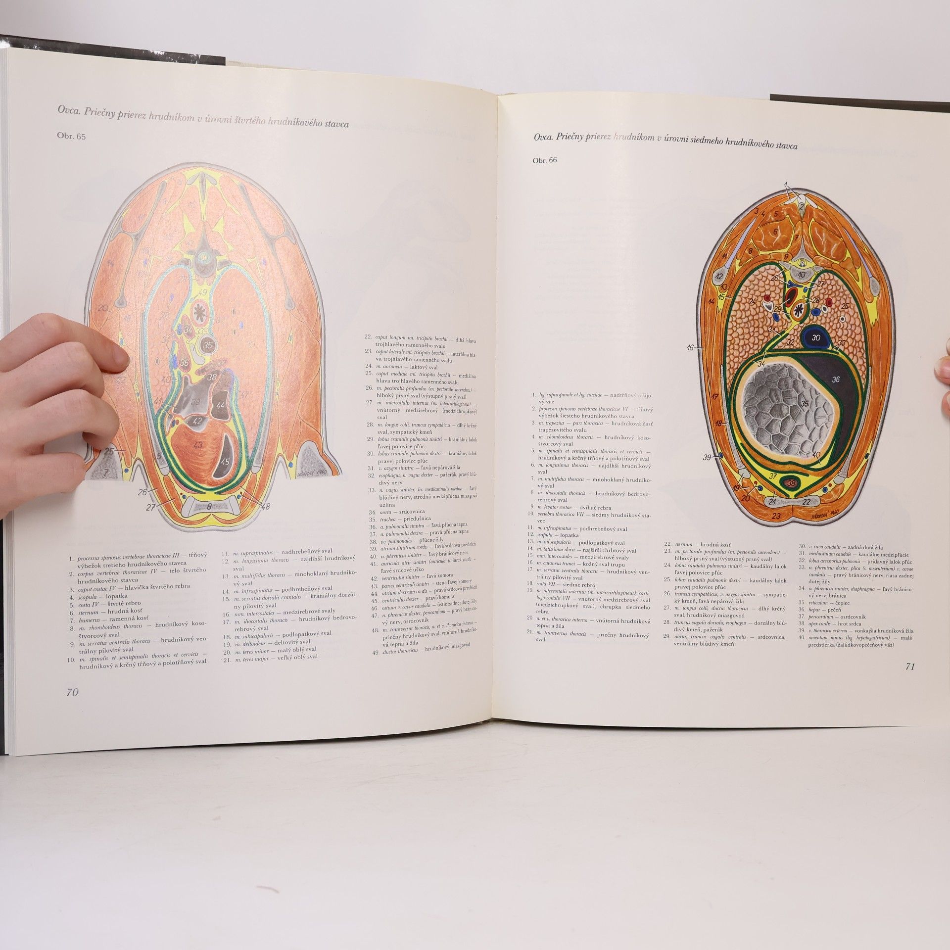 Peter Popesko Atlas topografickej anatómie hospodárskych zvierat : Diel III. - panva a končatiny