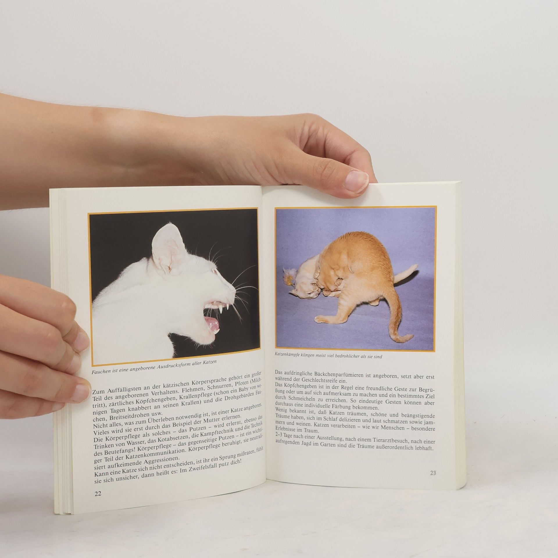 Autorenkollektiv Farbiger Ratgeber Katzen