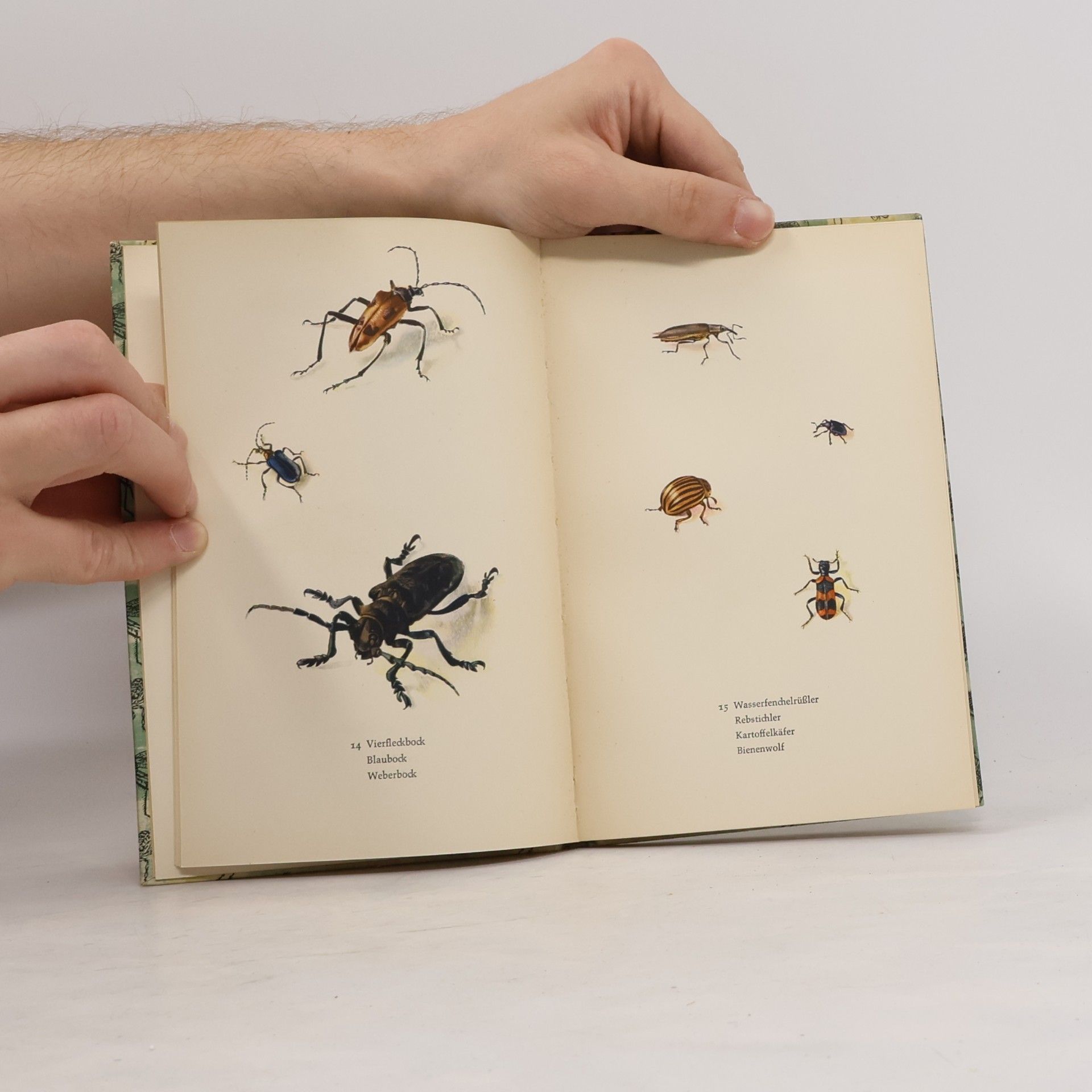 Karl von Frisch Das kleine Insektenbuch