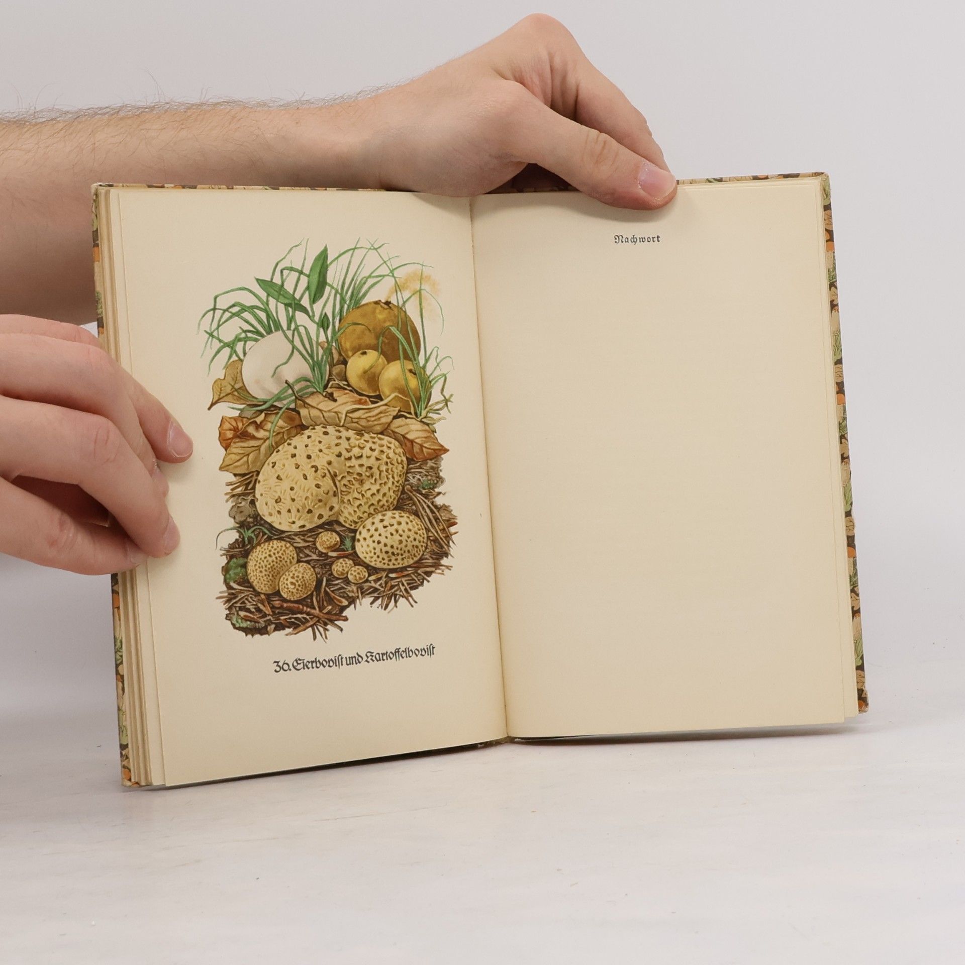 Willi Harwerth Das kleine Pilzbuch