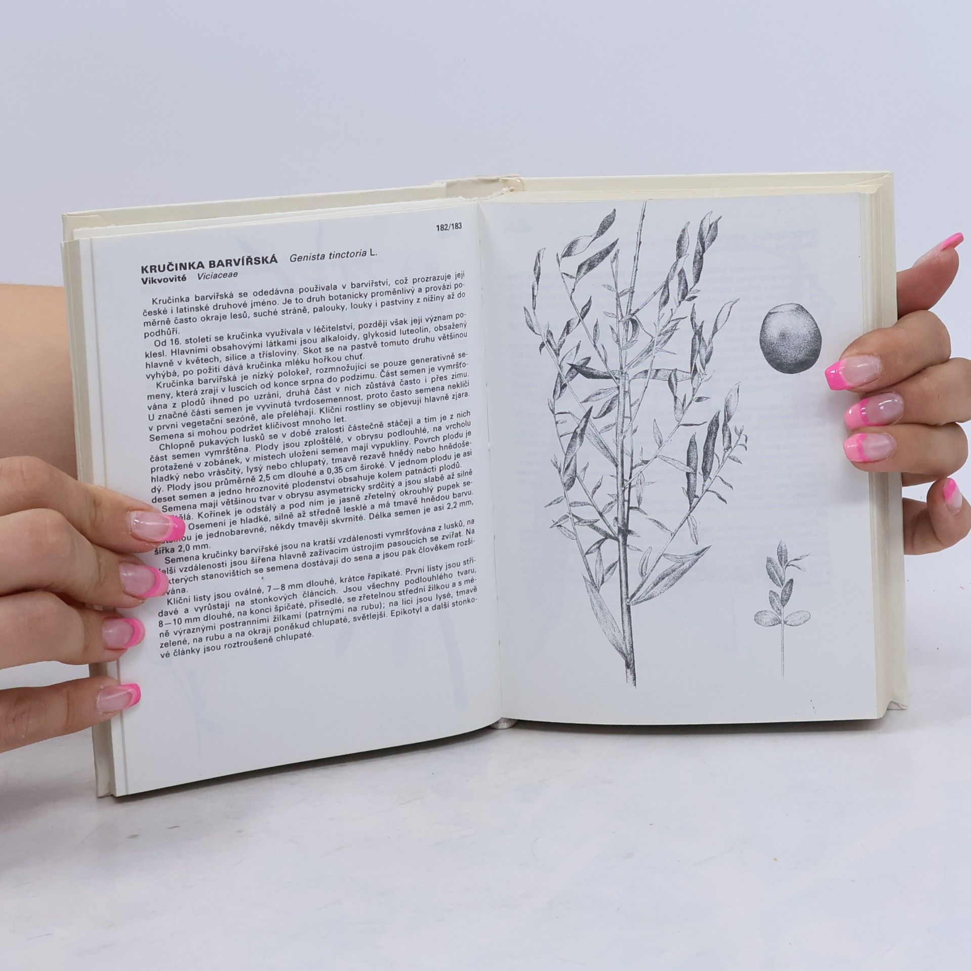 Marie Lhotská Kapesní atlas semen, plodů a klíčních rostlin