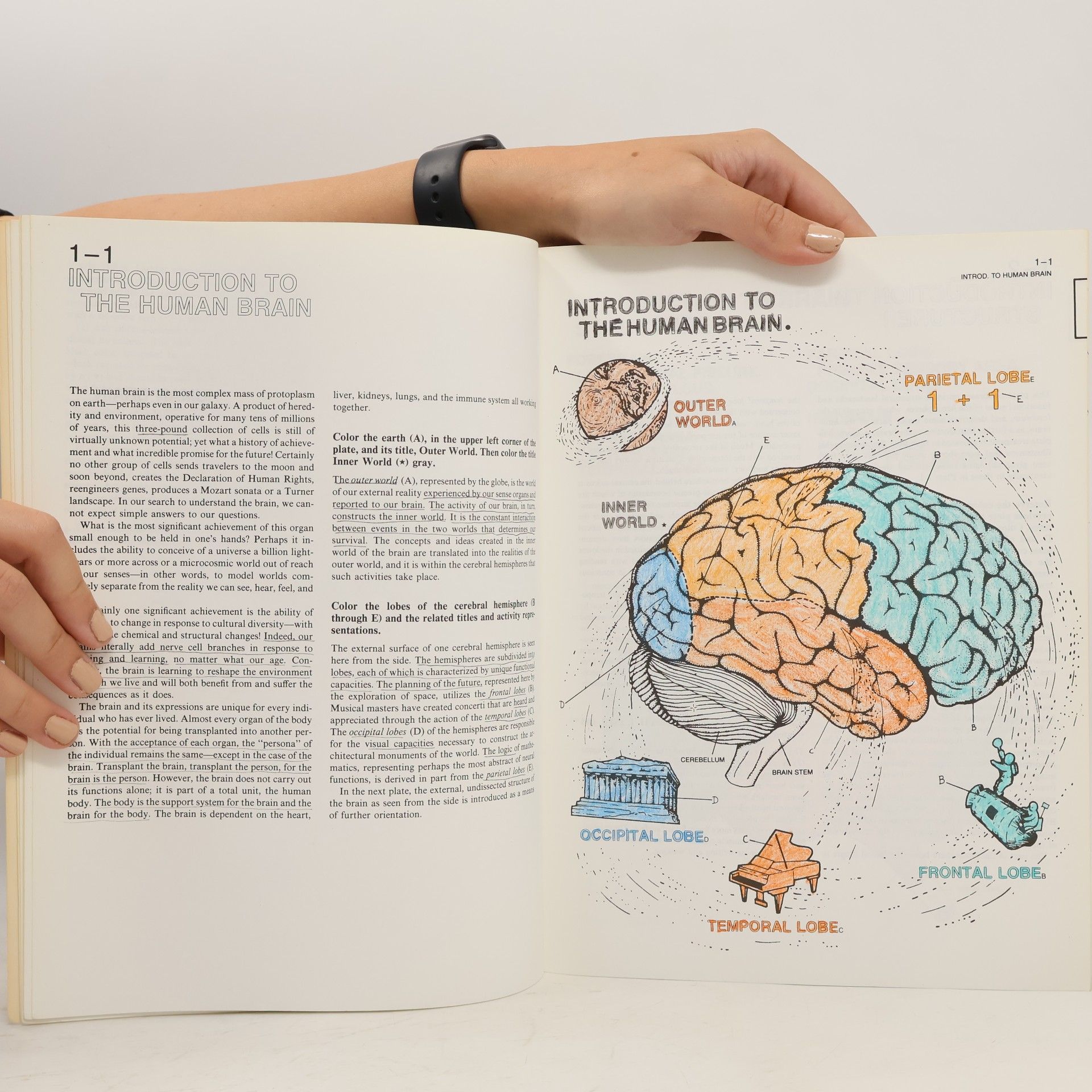 Marian C. Diamond The Human Brain Coloring Book