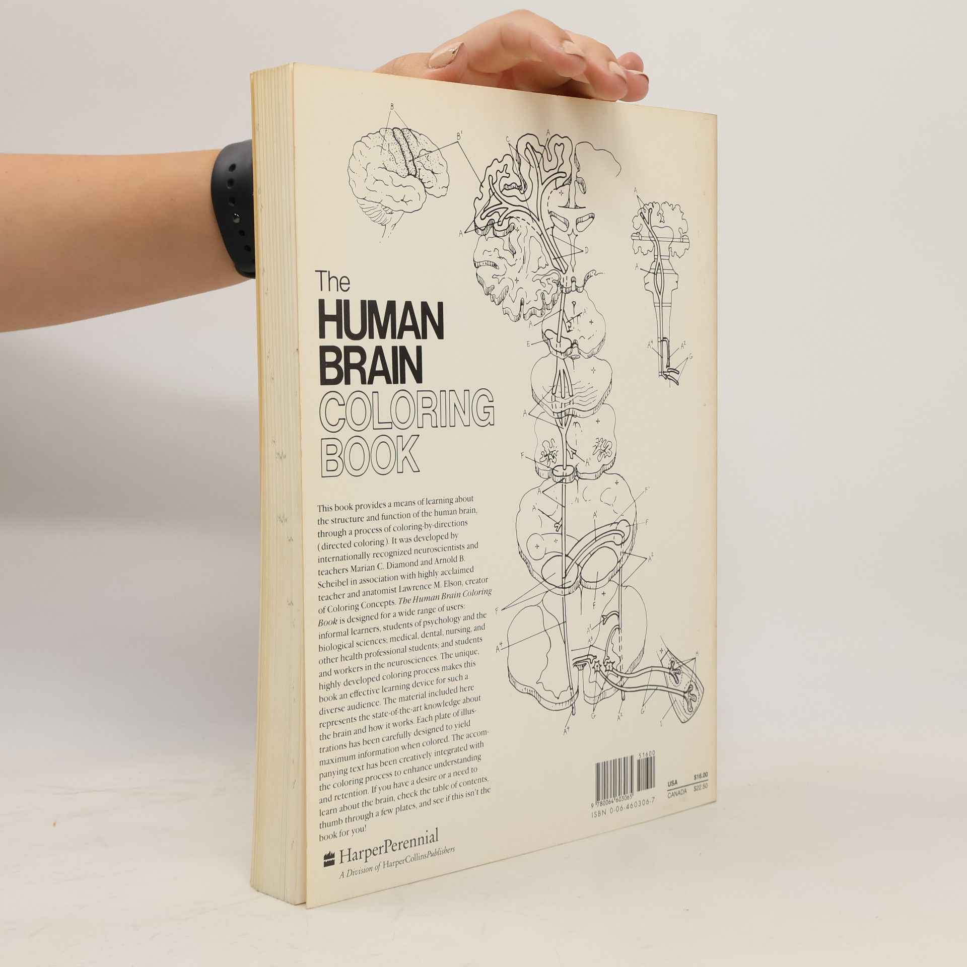 Marian C. Diamond The Human Brain Coloring Book