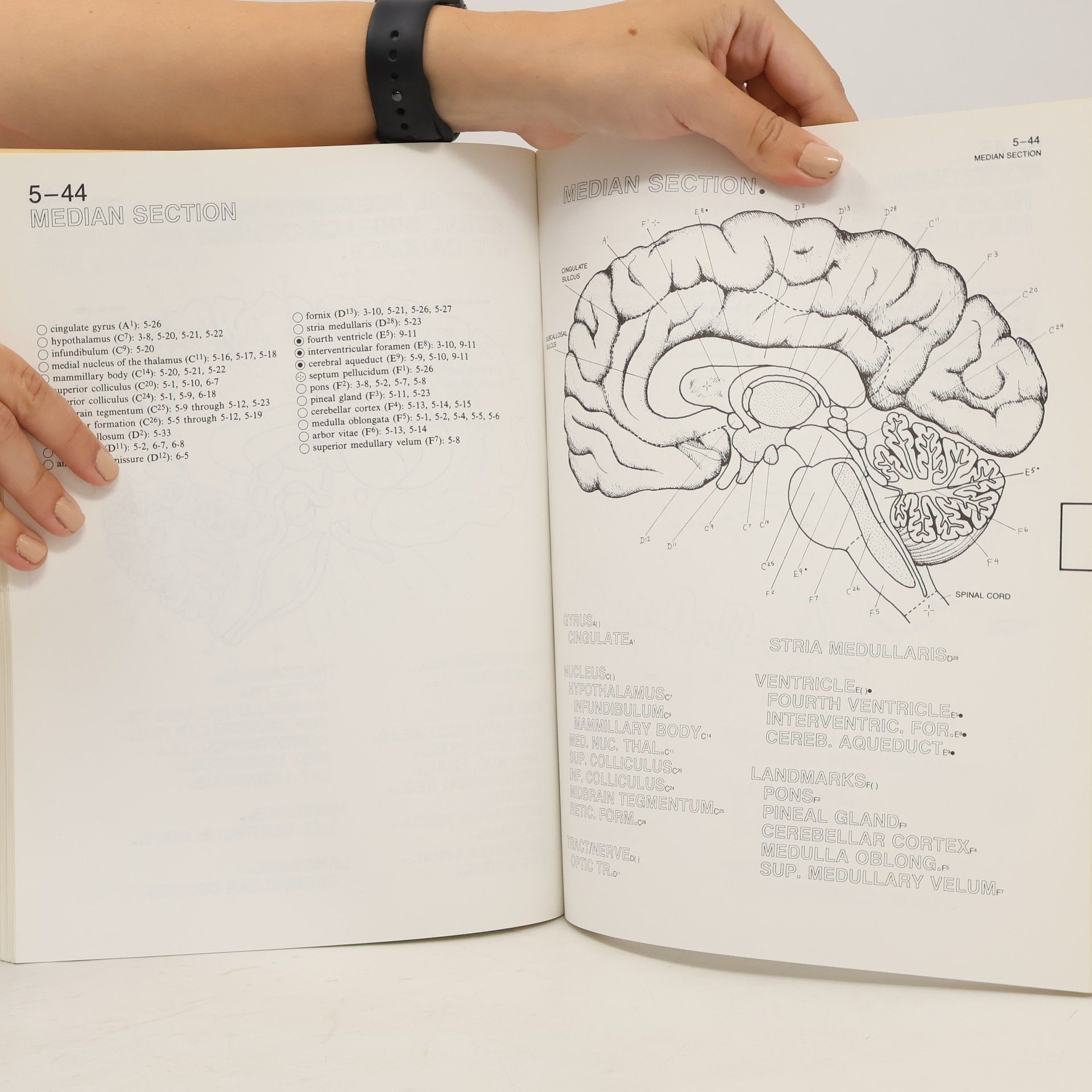 Marian C. Diamond The Human Brain Coloring Book