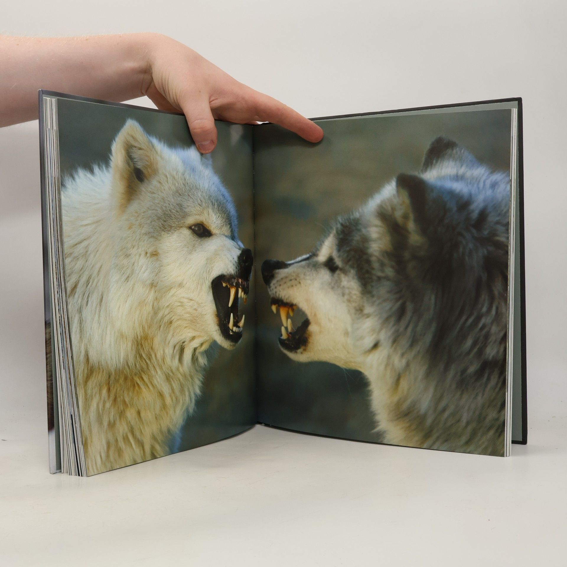 Shaun Ellis Der Wolf