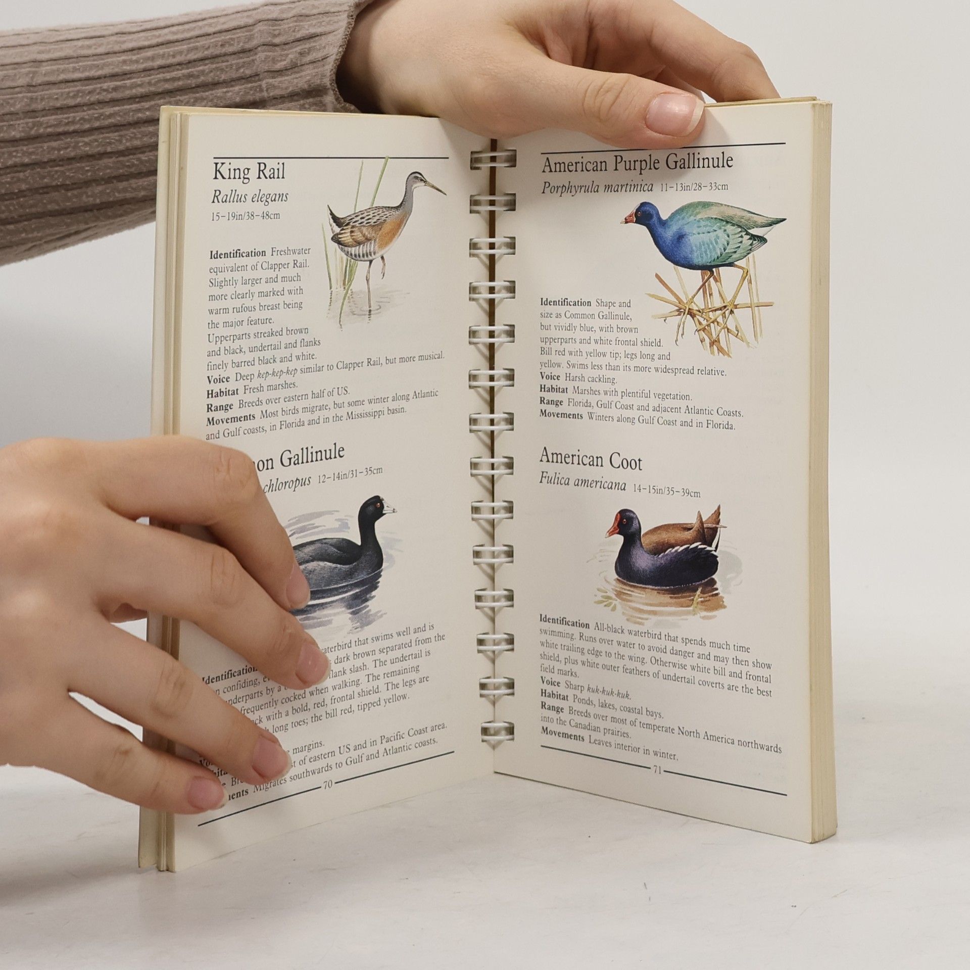 Frank Shaw American Nature Guides Eastern Birds