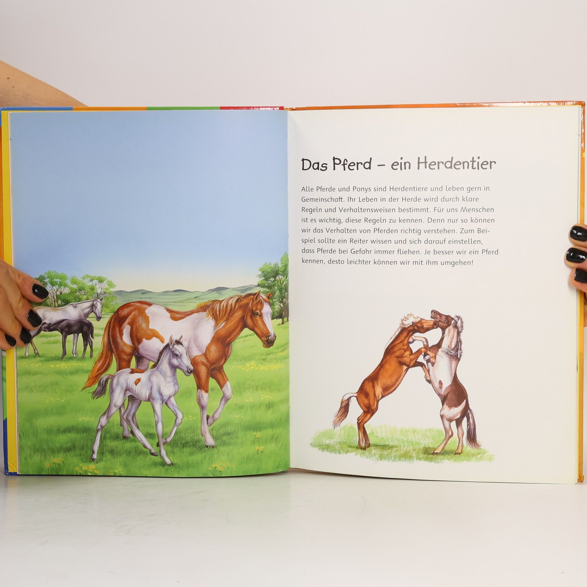 Elisabetta Ferrero Pferde und Ponys