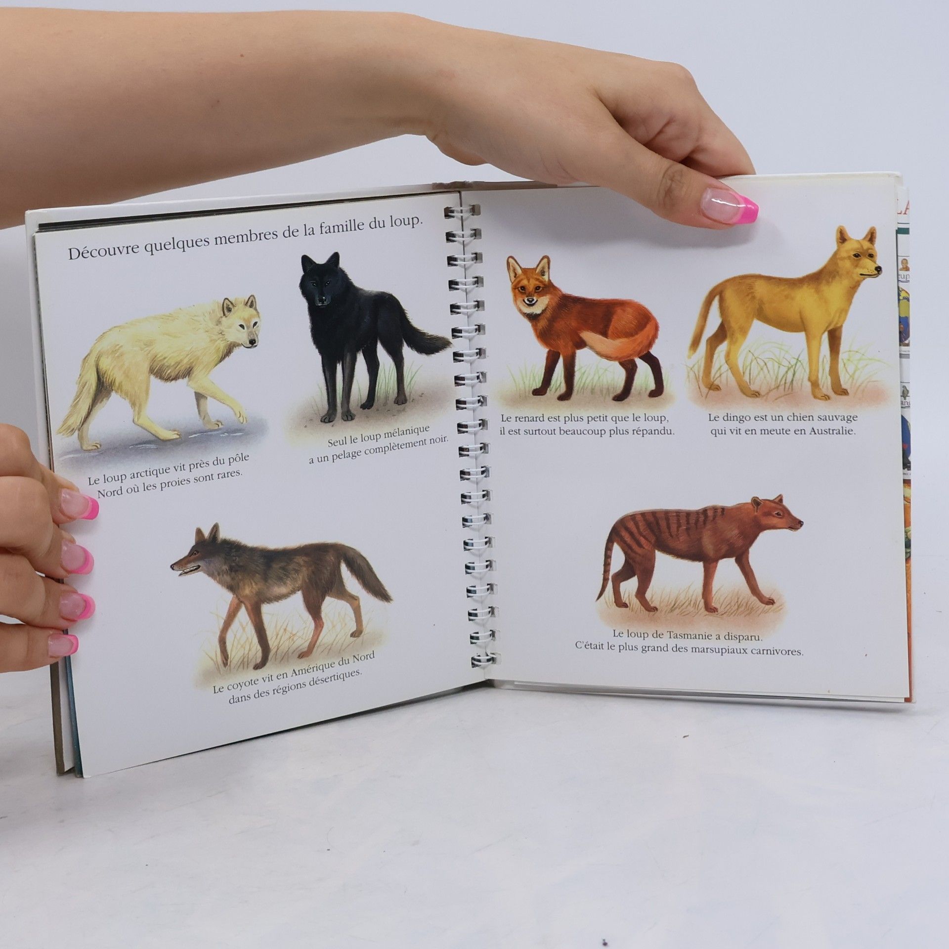 Autorenkollektiv Le loup