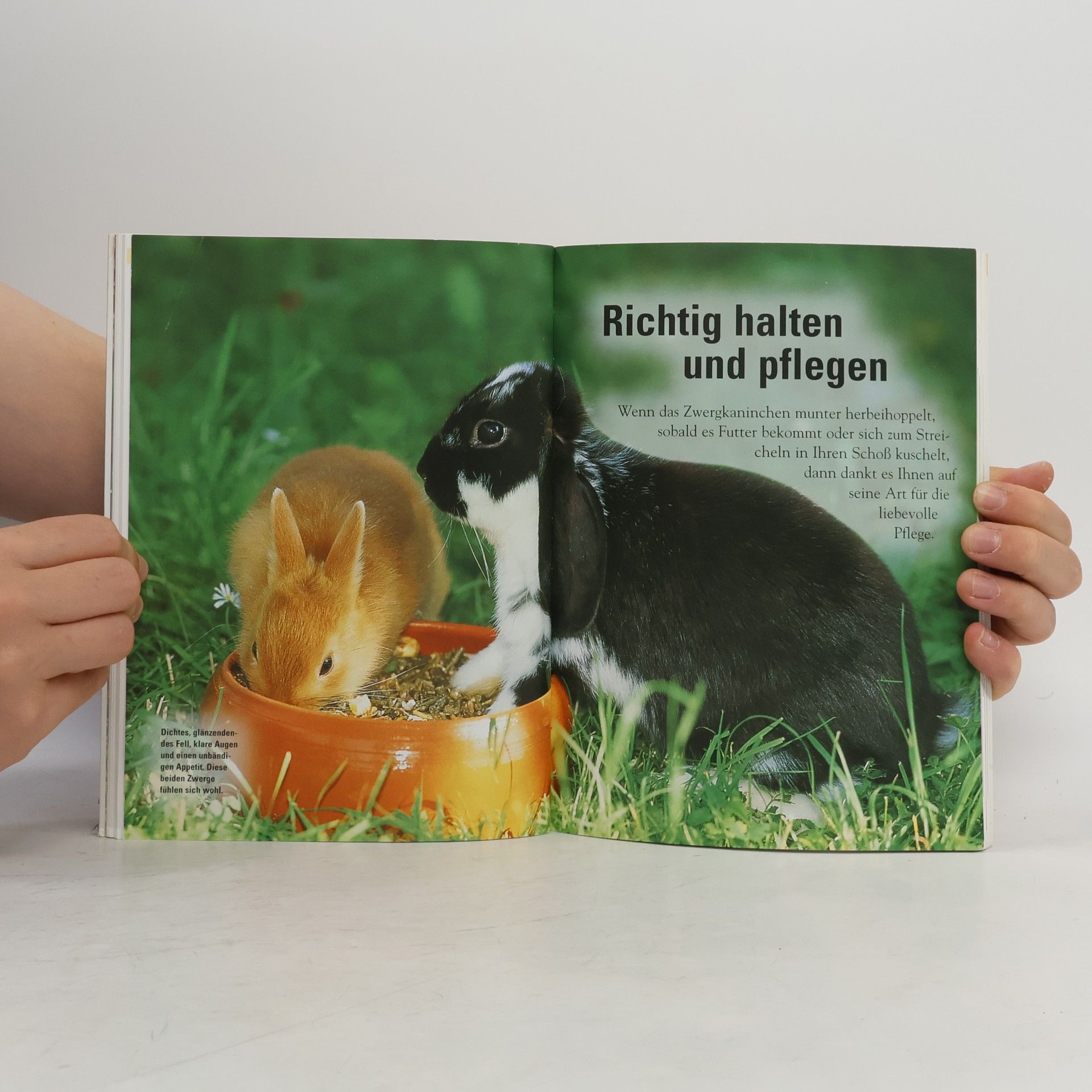 Monika Wegler Das Zwergkaninchen