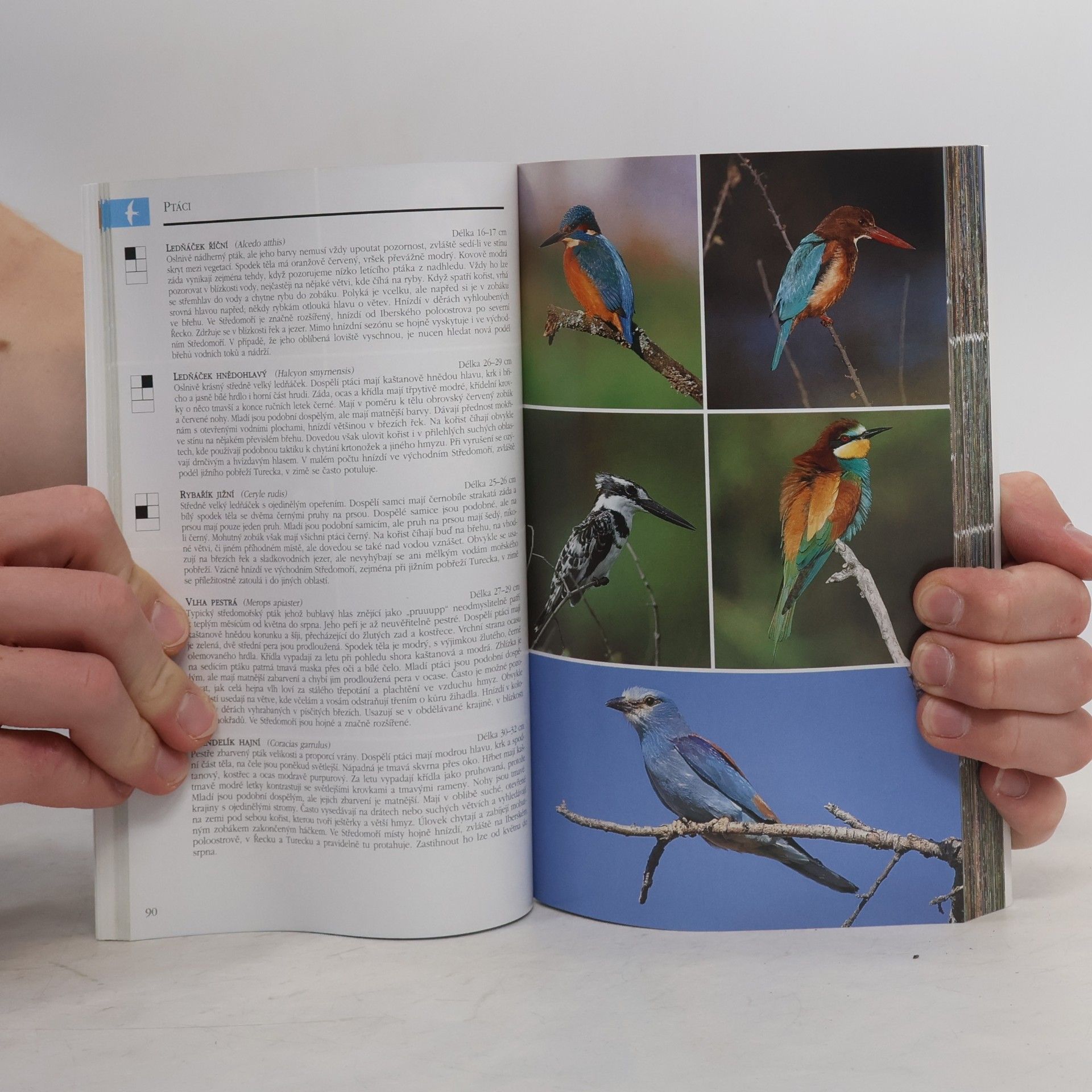 Paul Sterry Fauna a flóra Středomoří