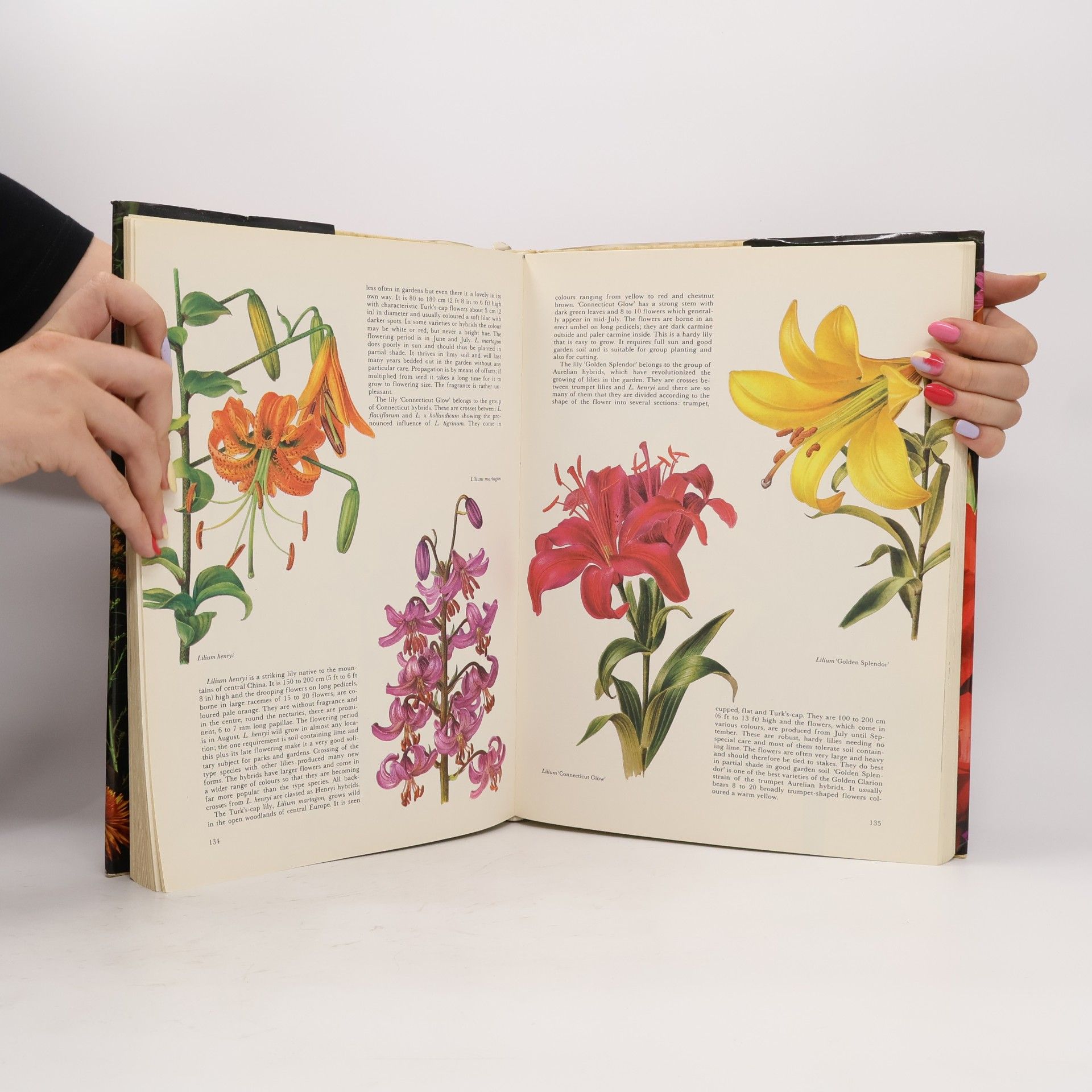 Vladimír Mölzer The Hamlyn Book of Garden Flowers