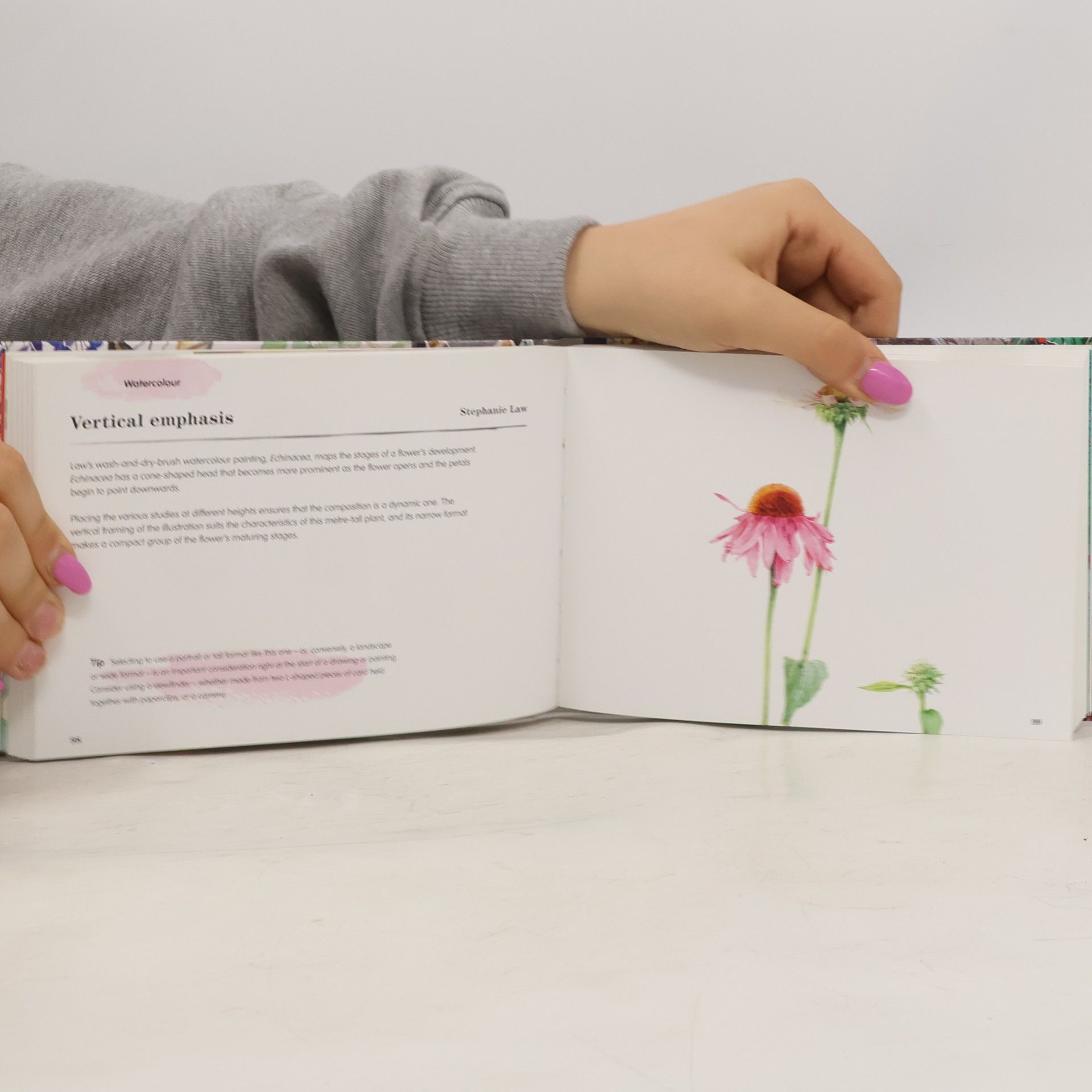 Helen Birch Just Draw Botanicals