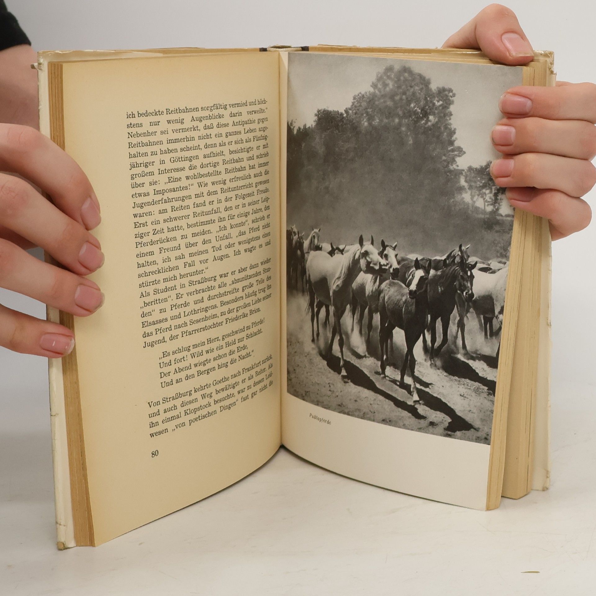 Hans Bauer Das Buch vom Pferde