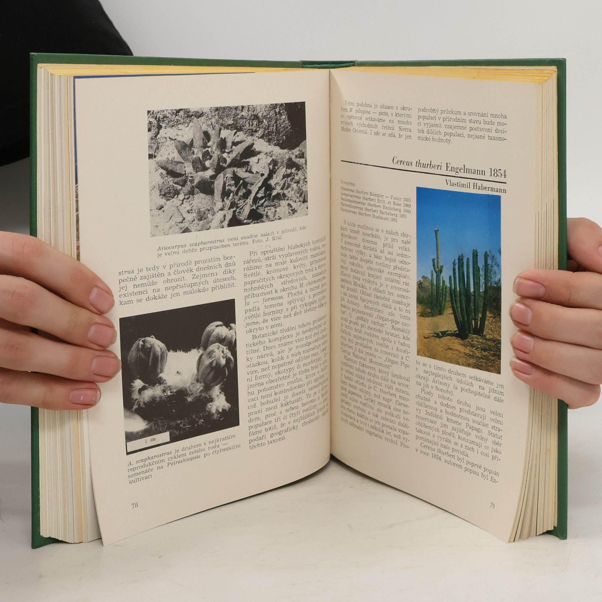 kolektiv Kaktusy 1978-80