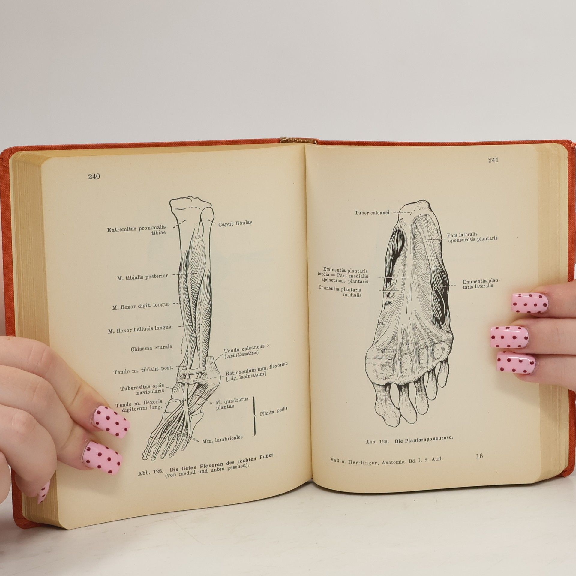 Hermann Voss Taschenbuch der Anatomie. Band I