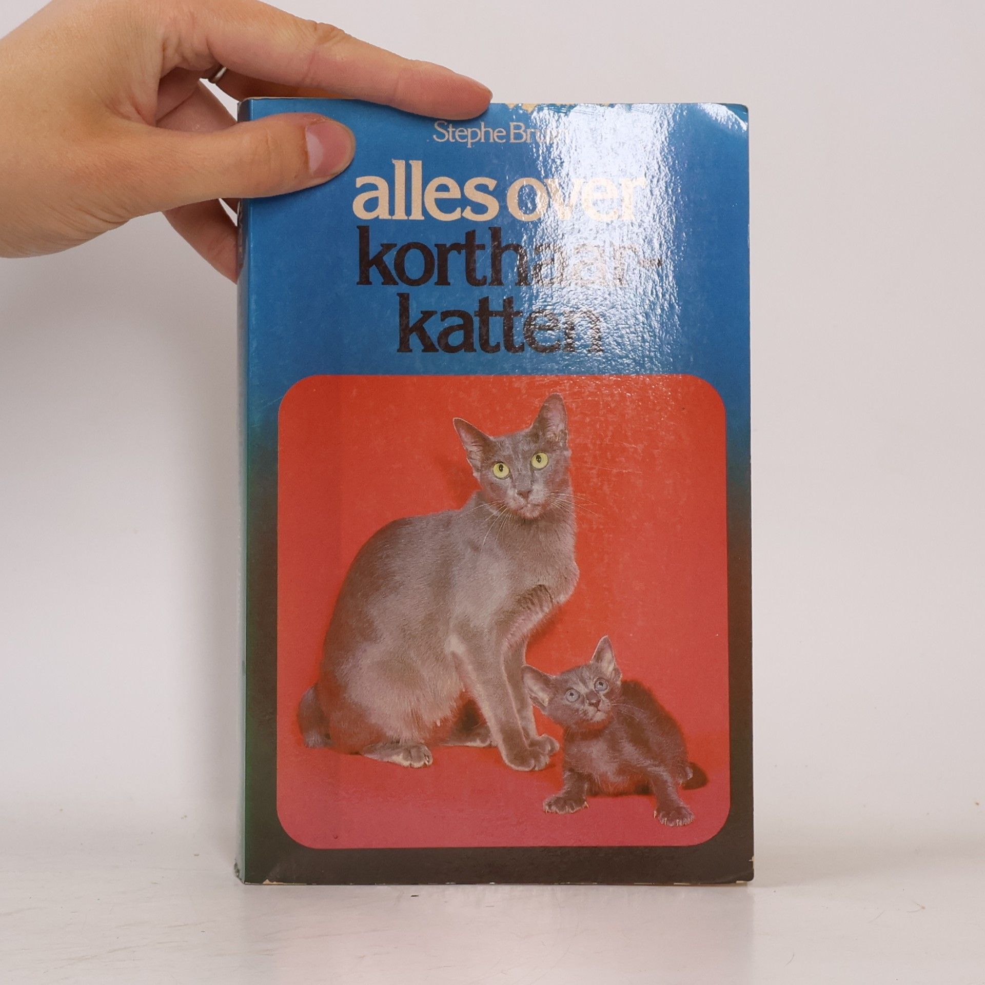Stephie Bruin Alles over korthaarkatten