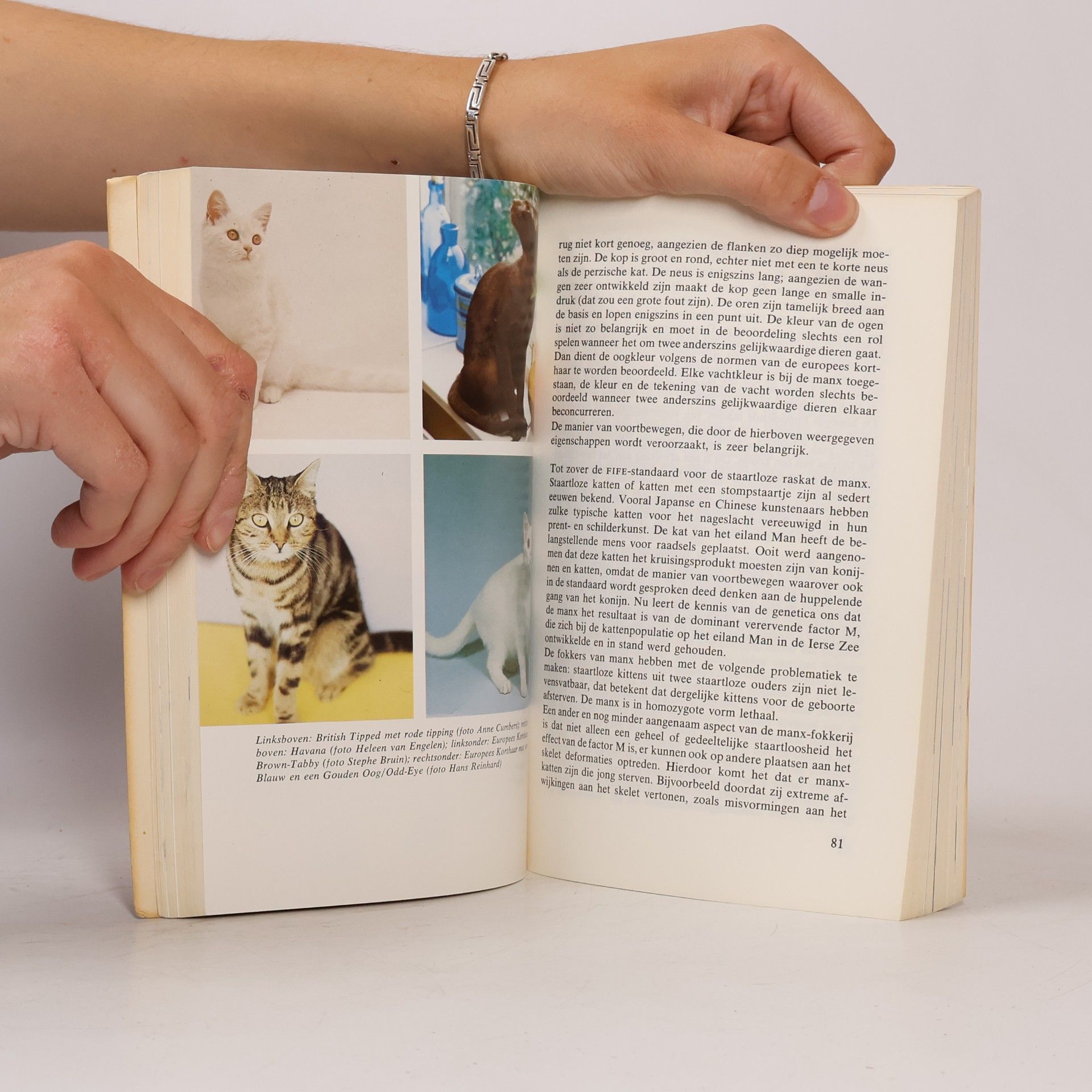 Stephie Bruin Alles over korthaarkatten