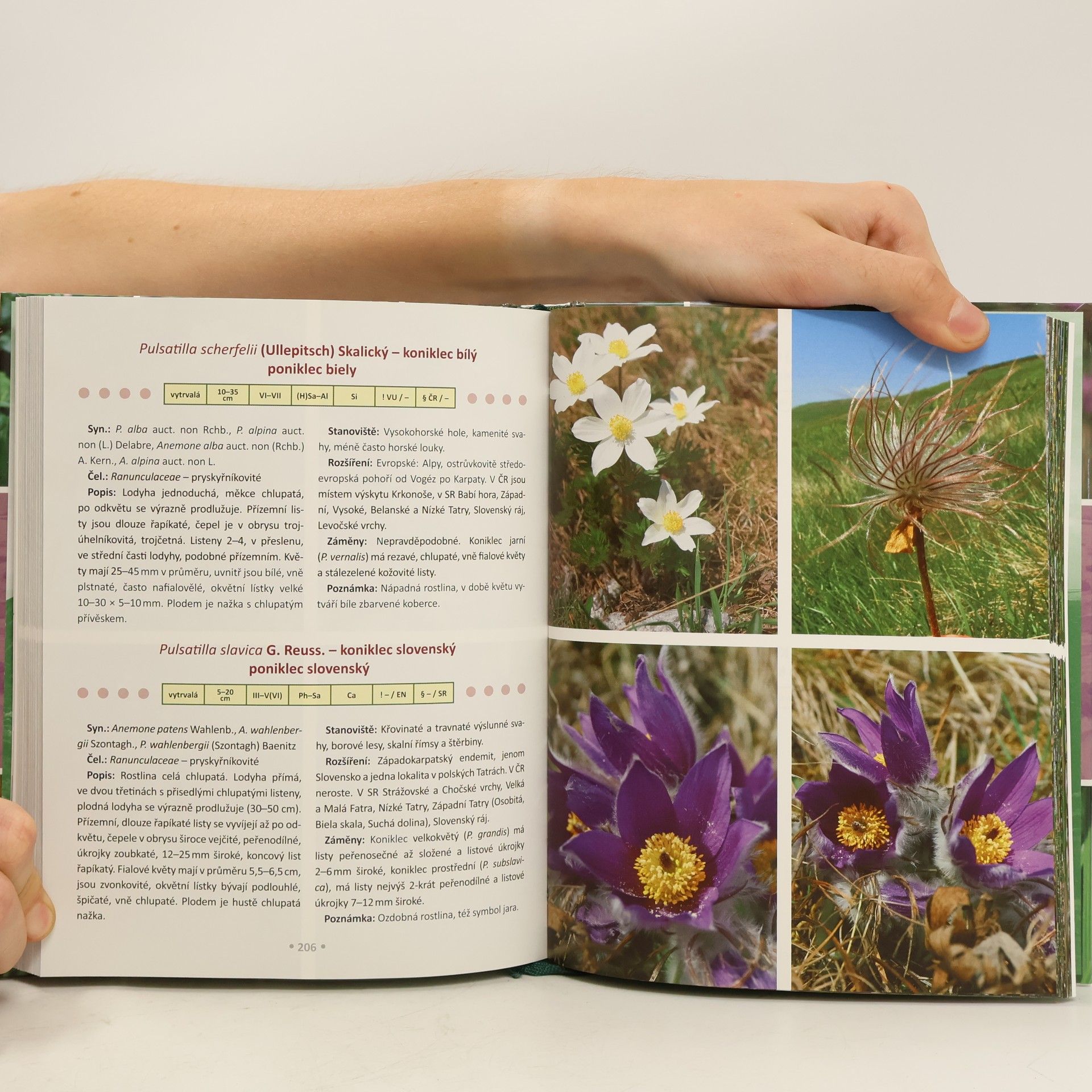 Daniel Dítě Horské rostliny