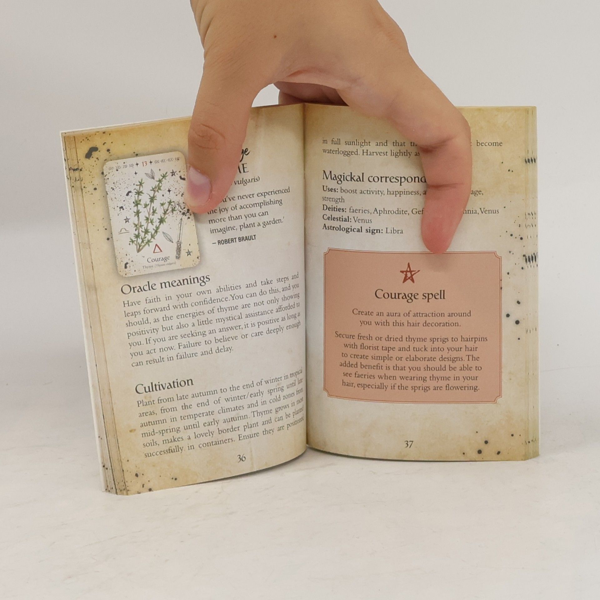 Cheralyn Darcey Green Witch Oracle Cards