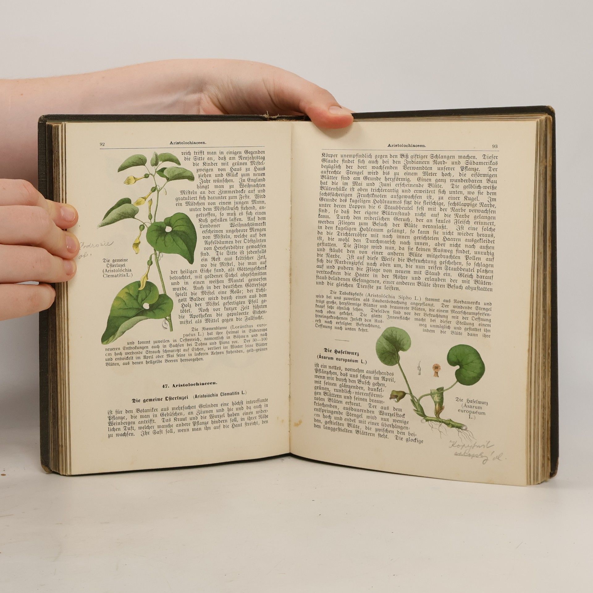 Max Dalitzsch Pflanzenbuch