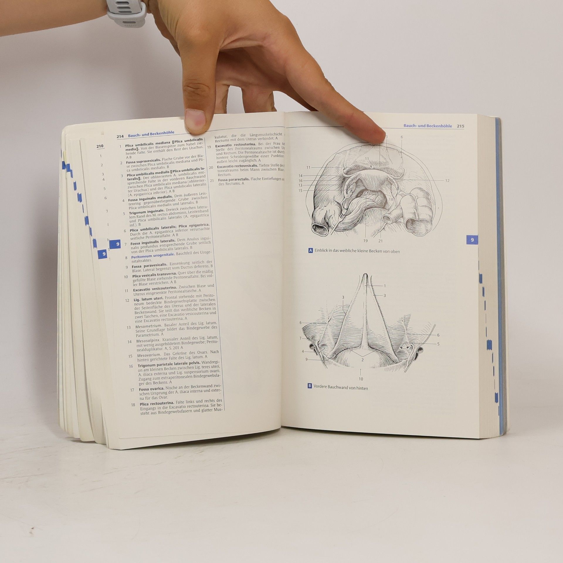 Wolfgang Dauber Feneis' Bild-Lexikon der Anatomie