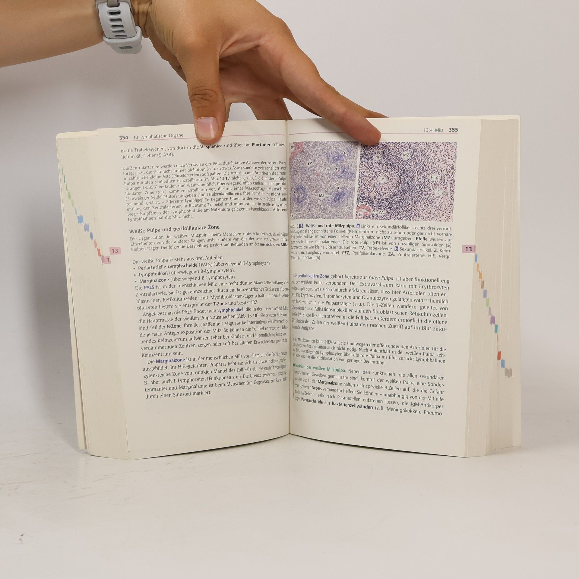 Renate Lüllmann-Rauch Taschenlehrbuch Histologie