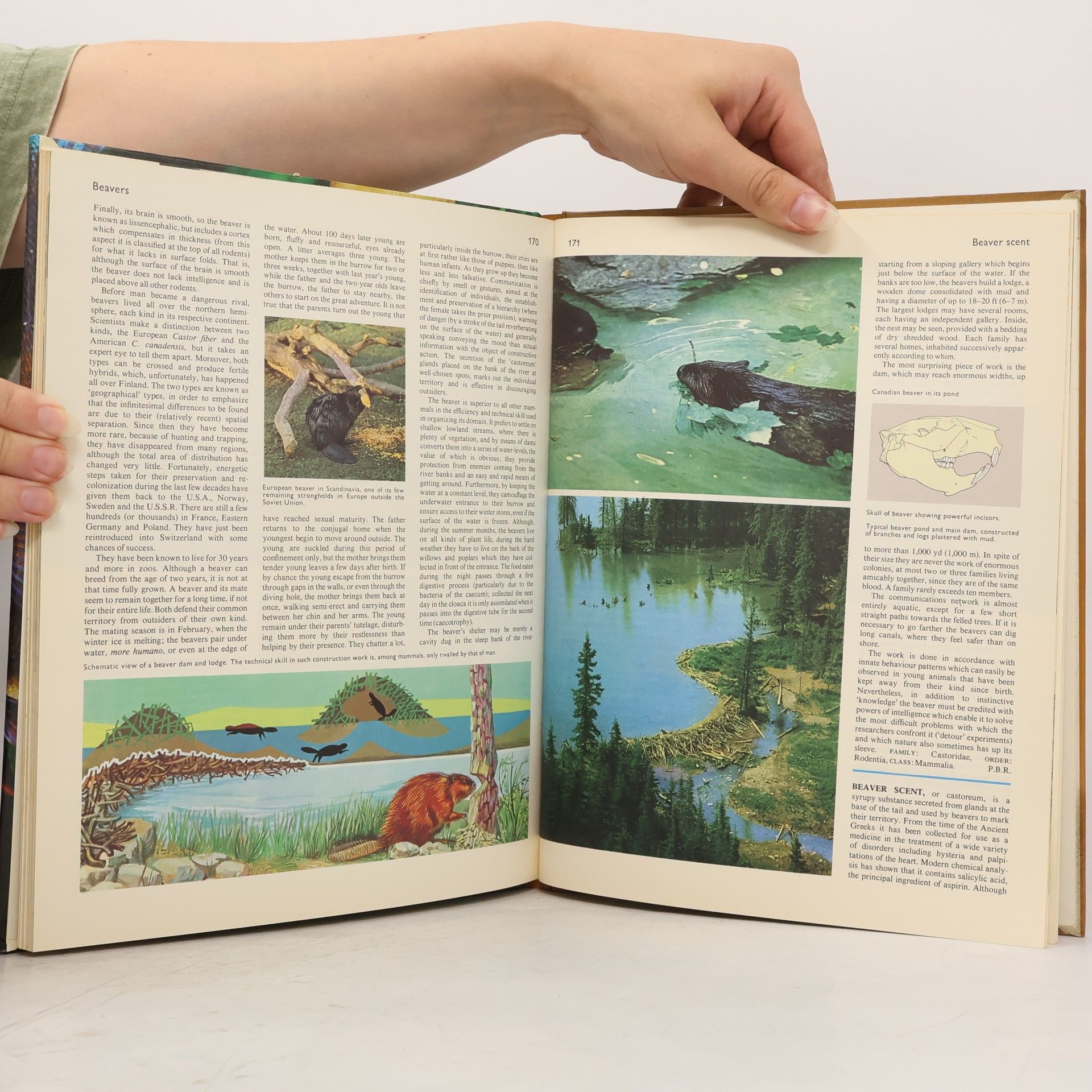 Kolektiv autorů Encyclopedia of the Animal World 2