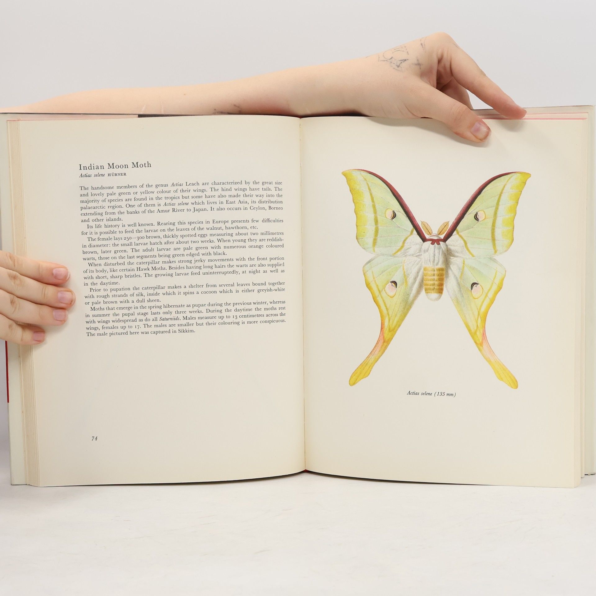 Josef Moucha Beautiful Moths