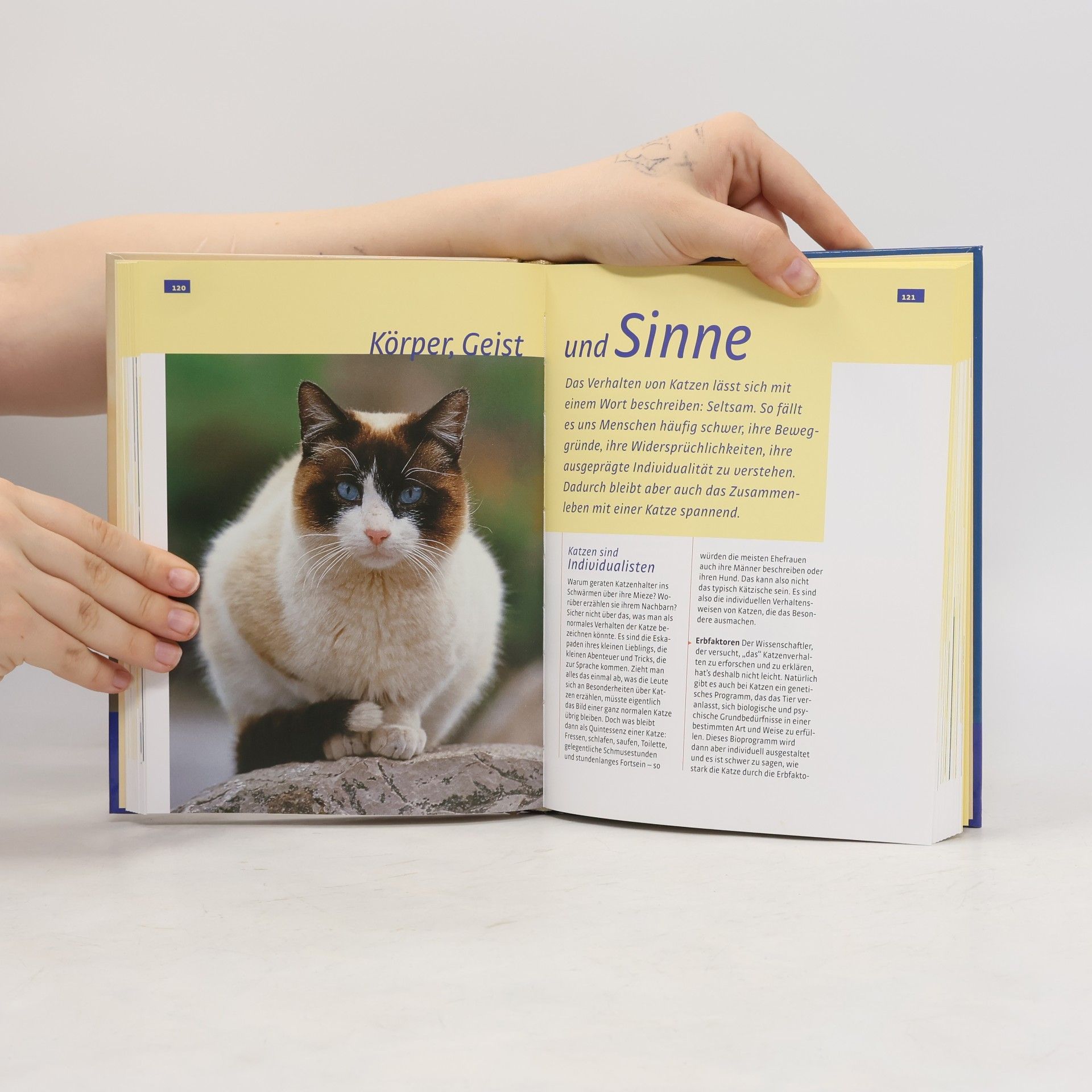 Hannelore Grimm Katzen halten und verstehen