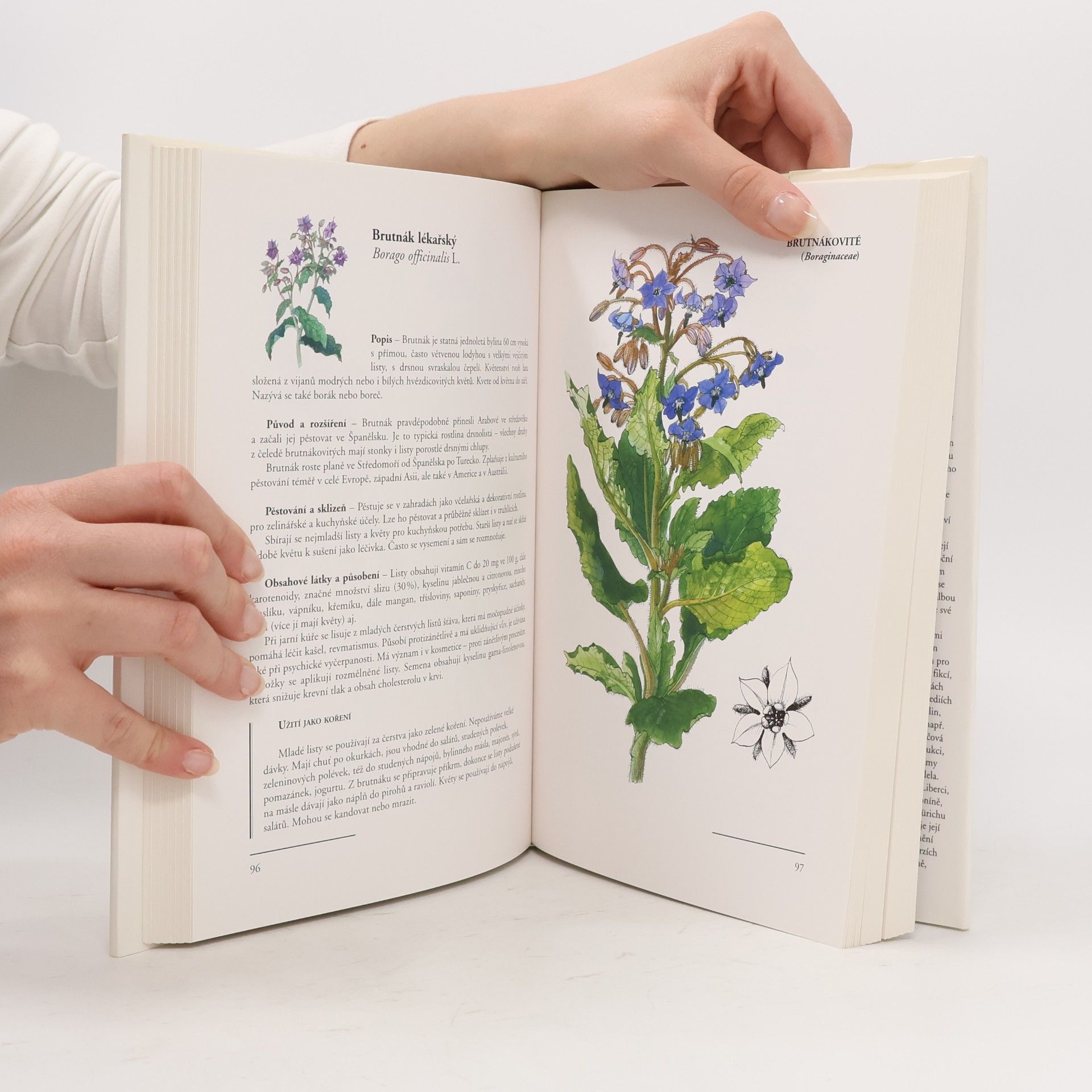 Dagmar Lánská Koření a jeho užití v ilustracích Zdenky Krejčové