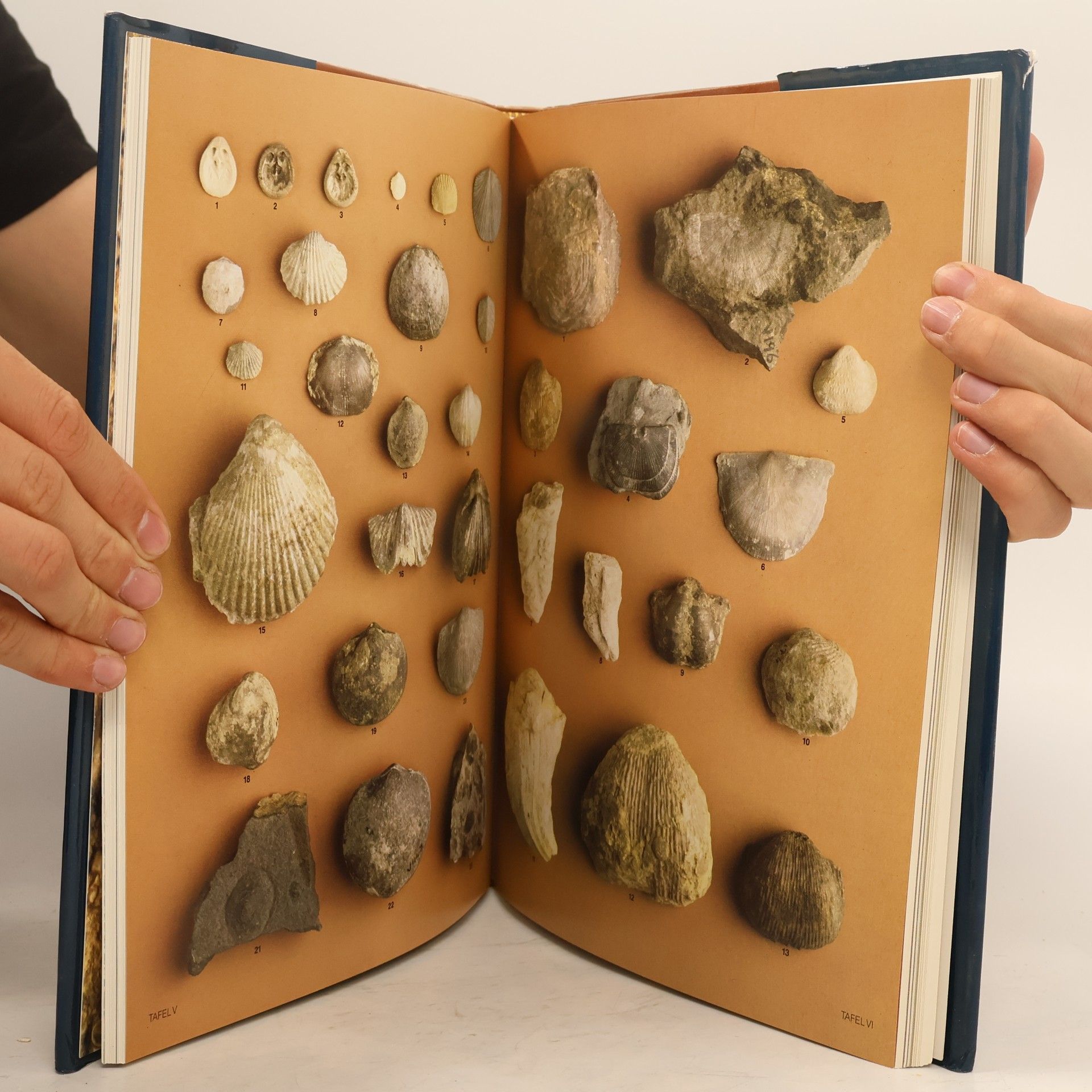 Giovanni Pinna Enzyklopädie der Fossilien