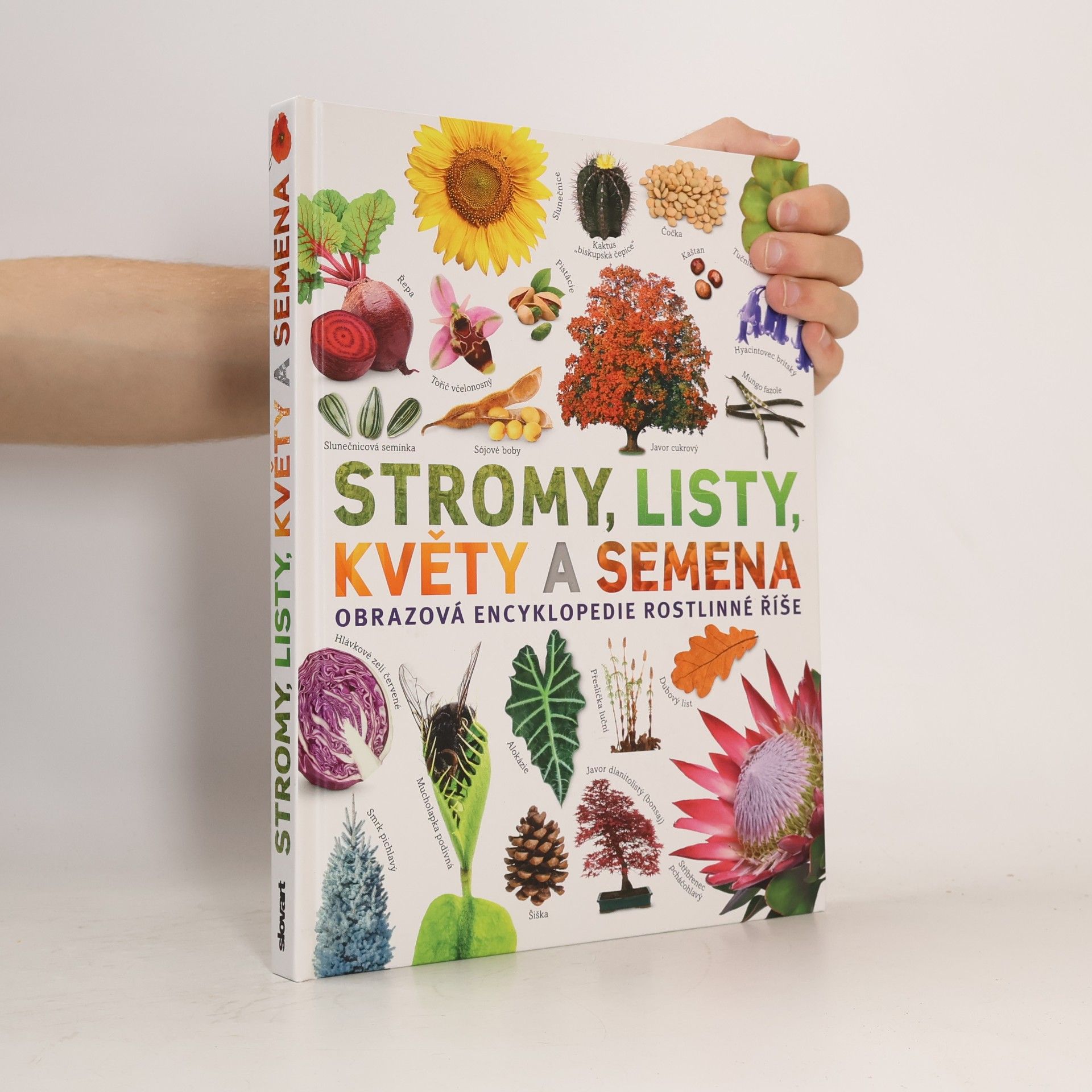Sarah Jose Stromy, listy, květy a semena