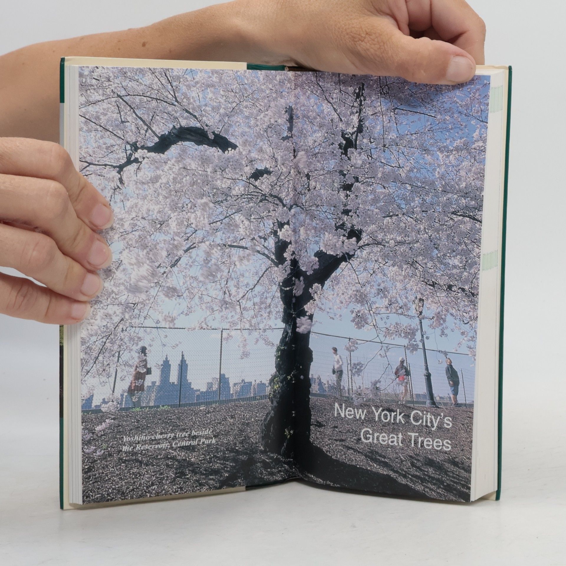 Edward Sibley Barnard New York City Trees