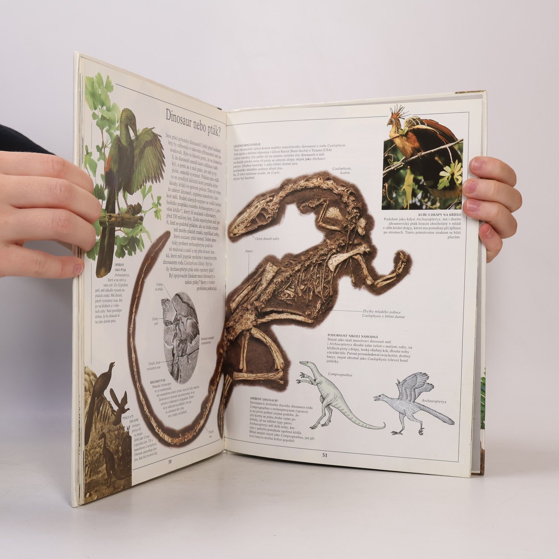 Kolektiv autorů Dinosauři