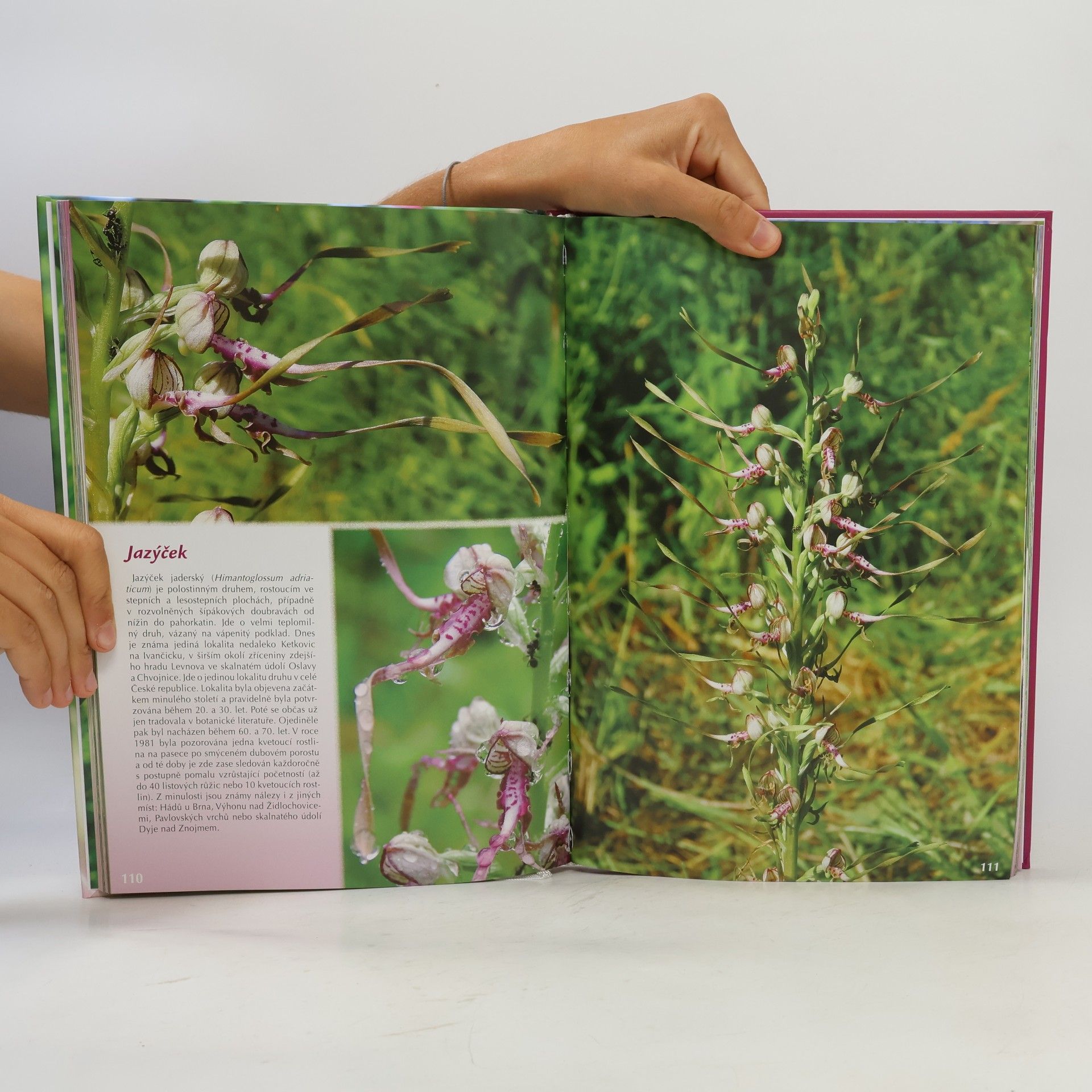 Vlastimil Martiško Krásy orchidejí Jihomoravského kraje