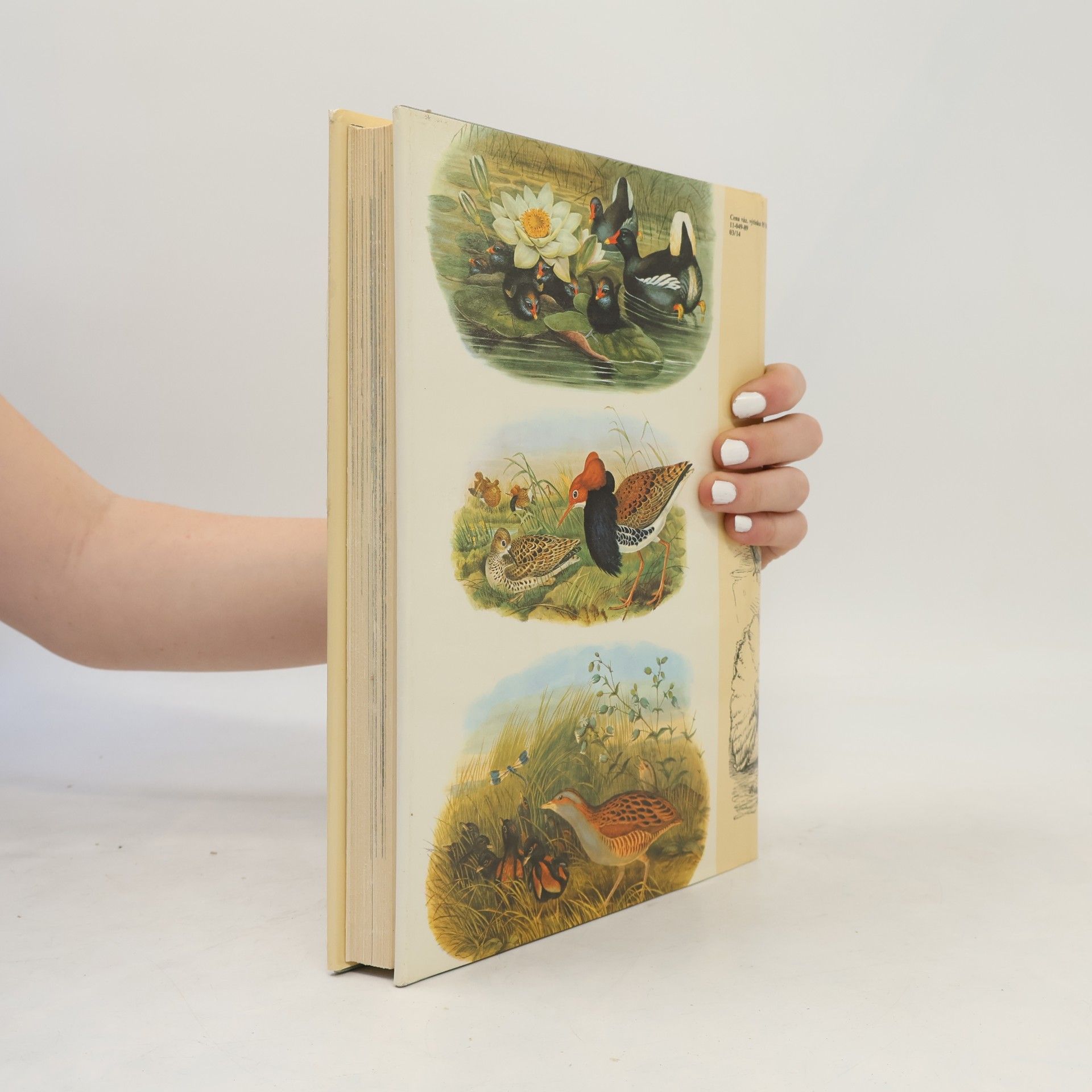 Charles Darwin Darwinův původ druhů v ilustracích